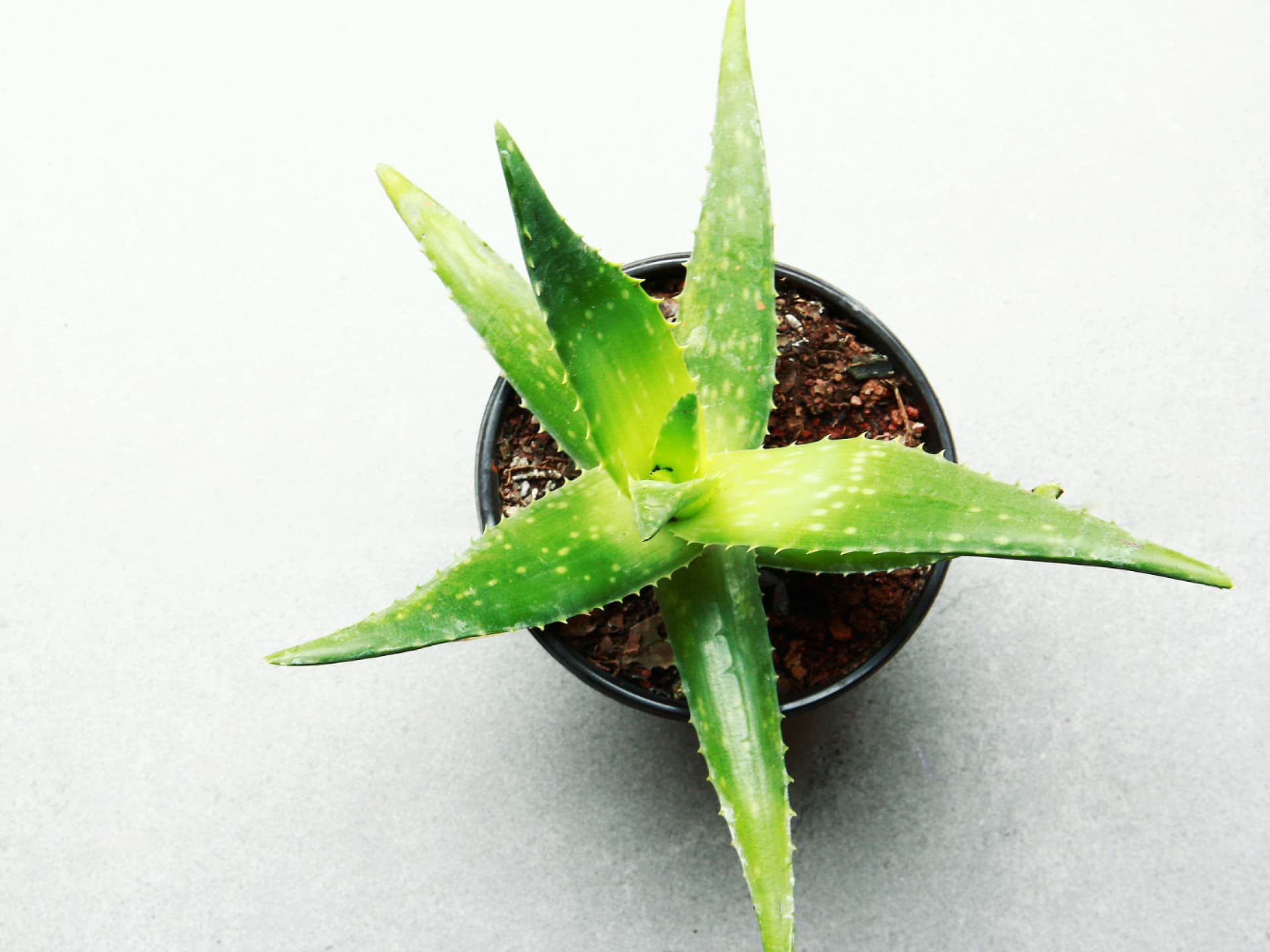 Pflanzen Luftfeuchtigkeit senken - Aloe vera