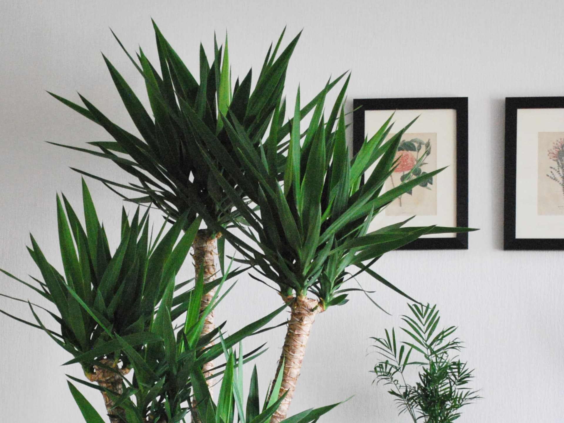 Pflanzen Luftfeuchtigkeit senken - Yucca-Palme