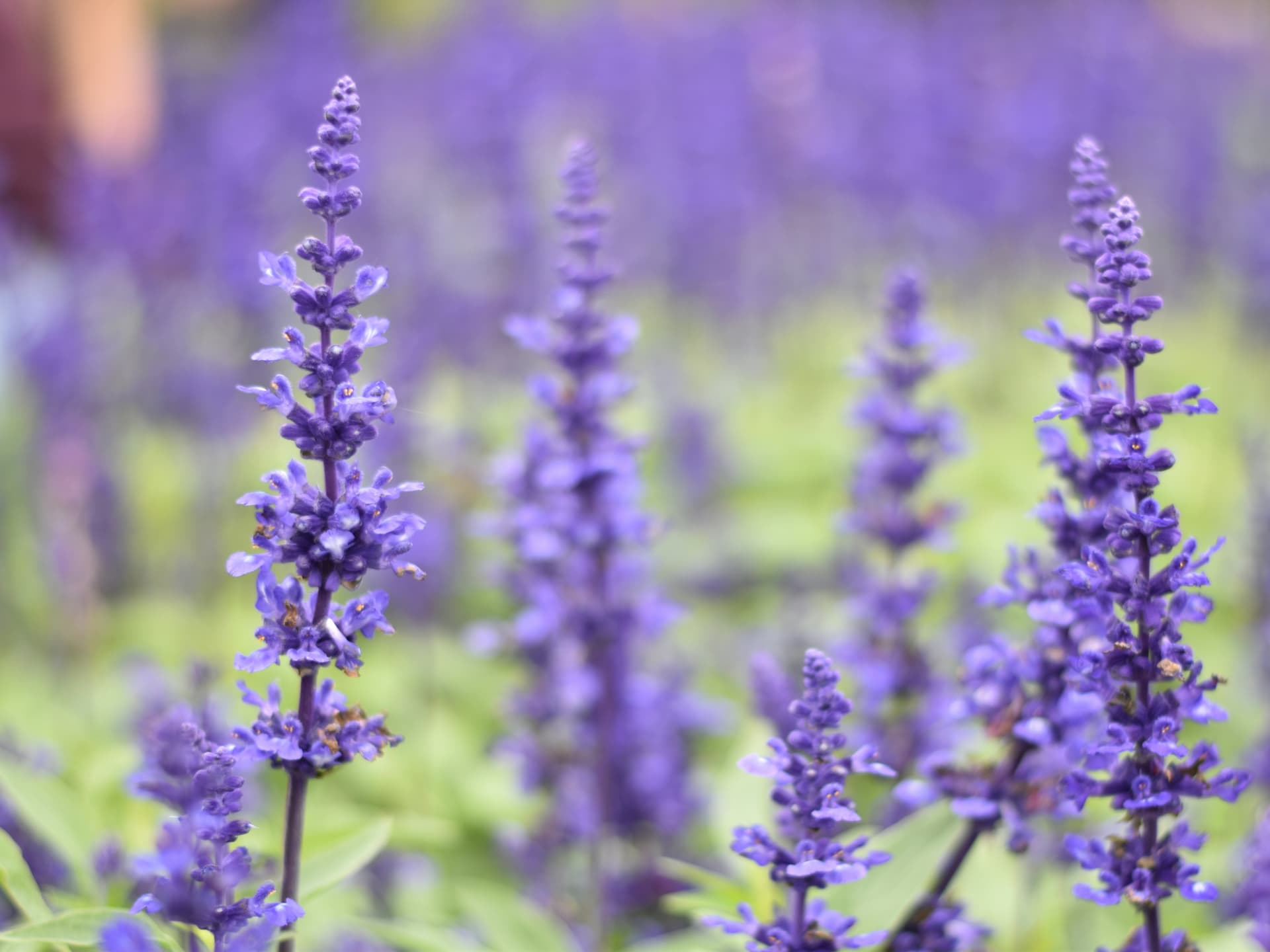 Sonnenbeständige Kräuter - Lavendel
