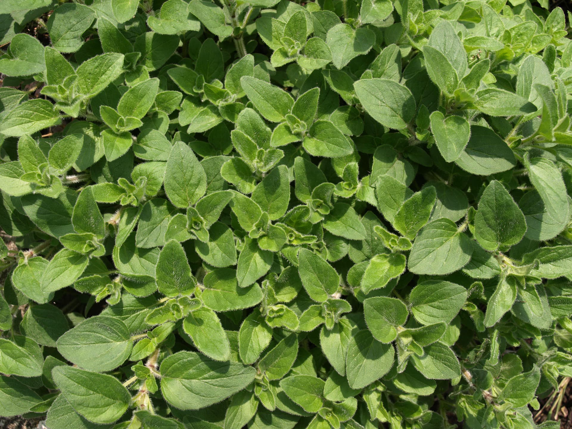 Sonnenbeständige Kräuter - Oregano