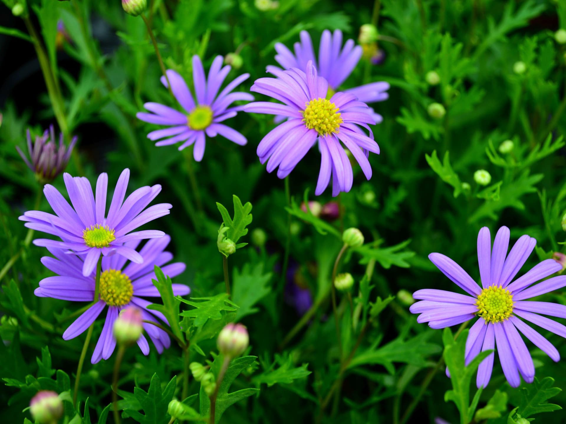 Balkonpflanzen windfest - Blaues Gänseblümchen