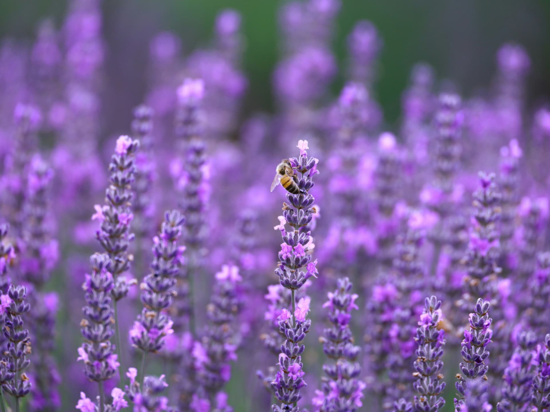 Pflanze gegen Spinnen - Lavendel