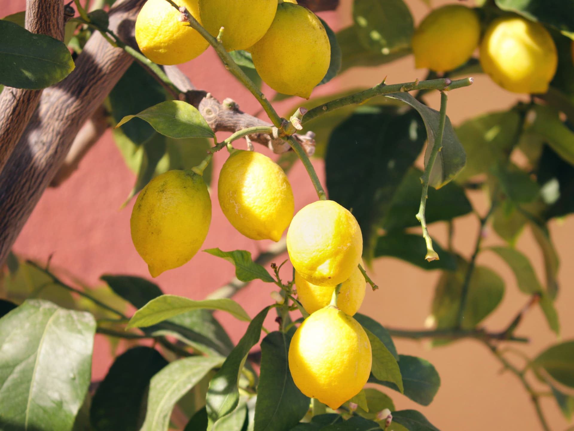 Pflanze gegen Spinnen - Zitronenbaum