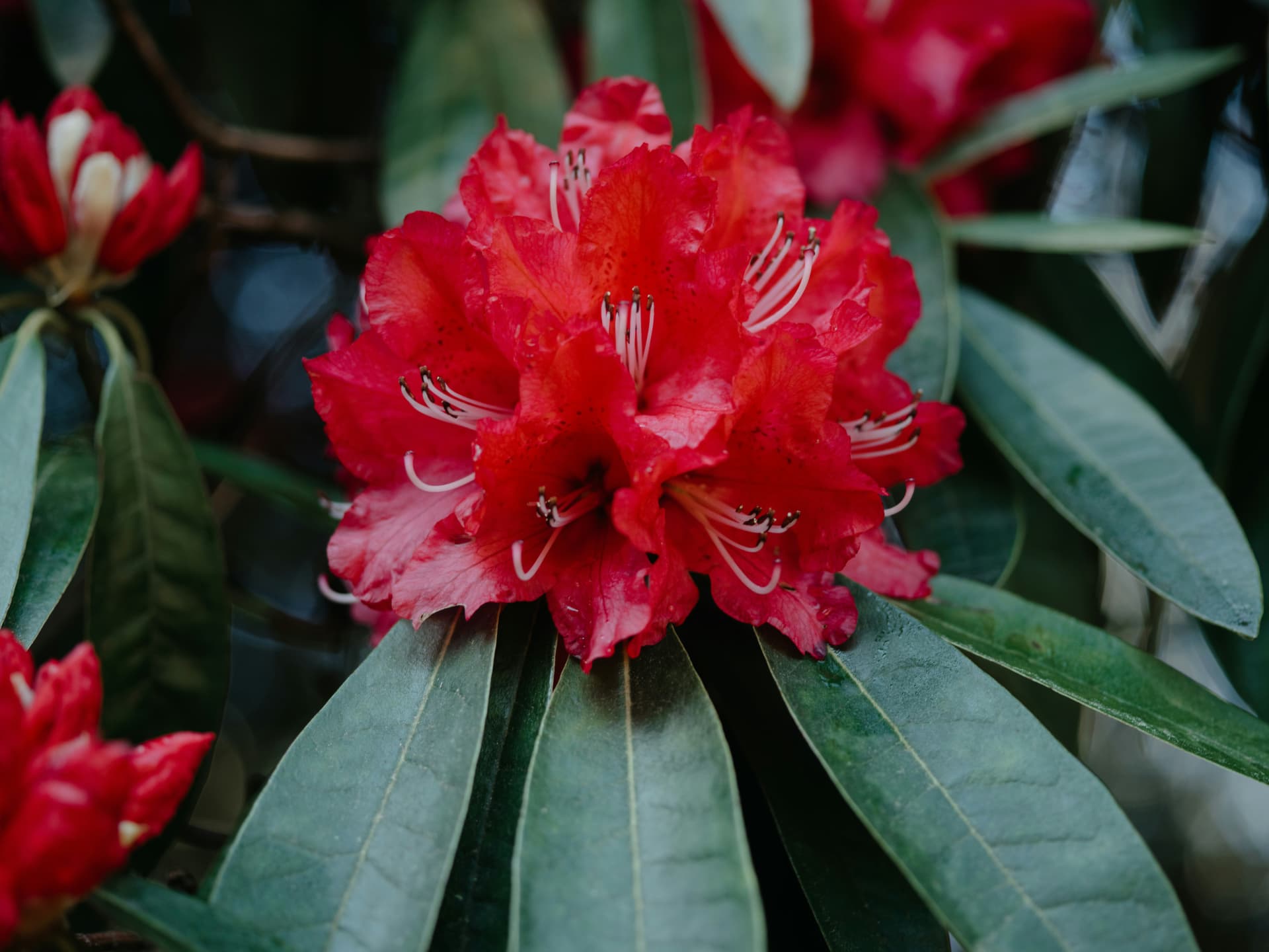 Sichtschutz-Pflanze Rhododendron
