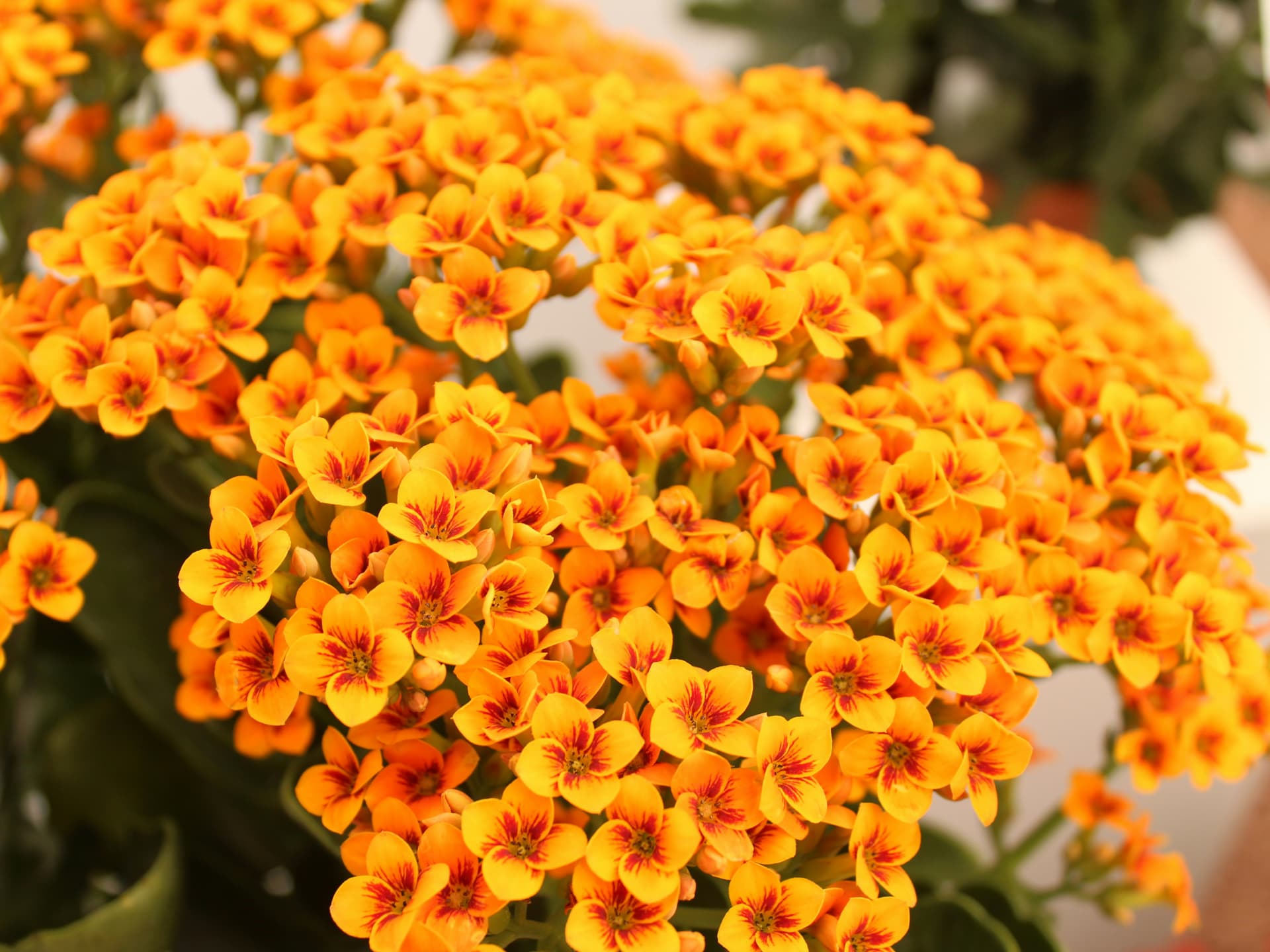 Die farbenfrohe Kalanchoe fühlt sich auch im kleinen Topf wohl Pflanzen für kleine Töpfe draußen - Kalanchoe