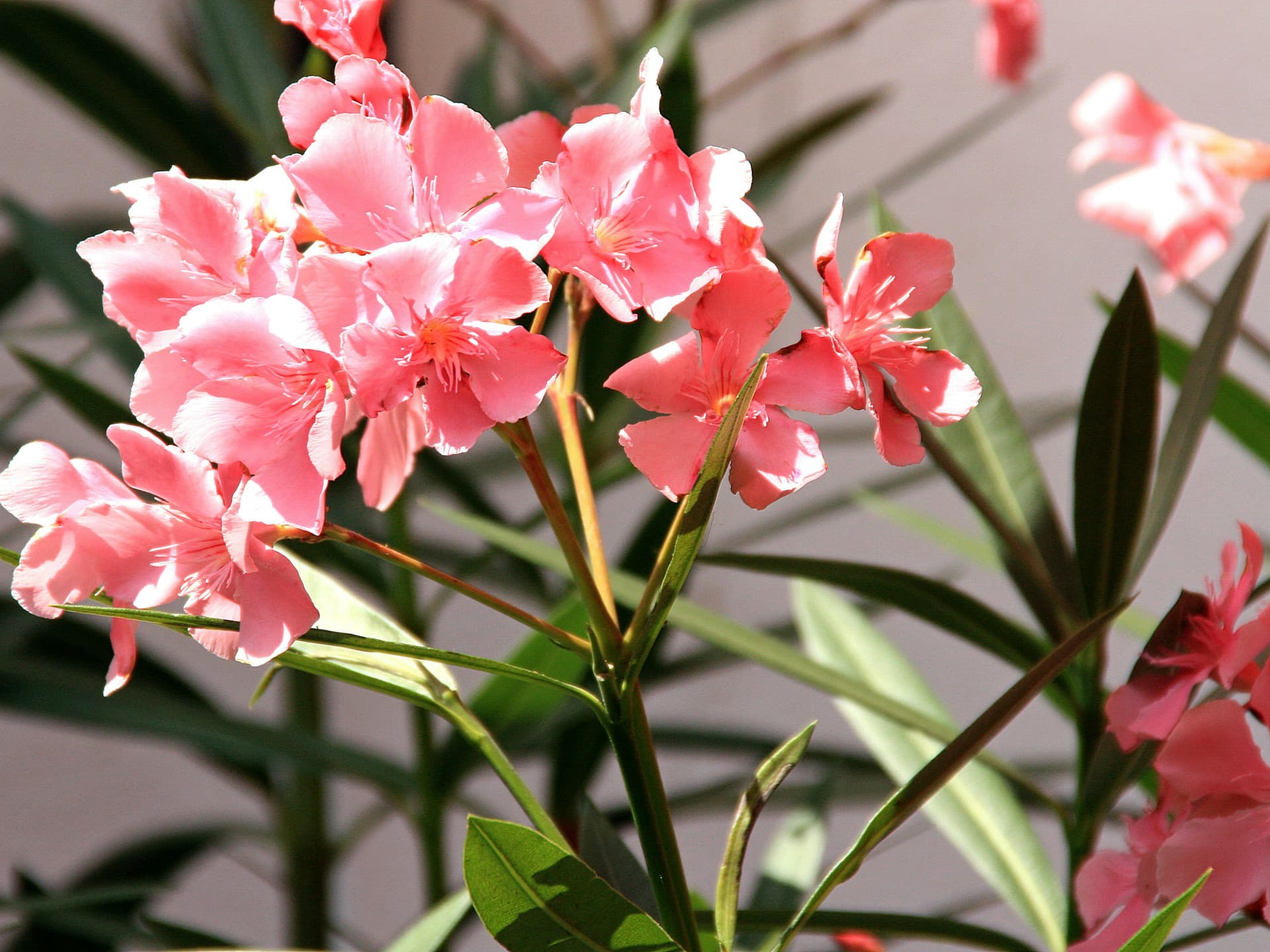Farbenfrohen Oleander können Sie ebenfalls auf einem kleinen Balkon pflanzen Pflanzen für kleine Töpfe draußen - Oleander