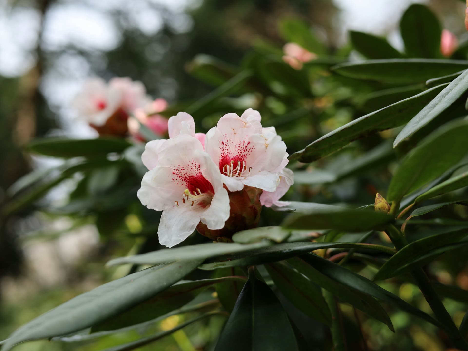 Zwerg-Rhododendron ist wie gemacht für kleine Töpfe auf dem Balkon Pflanzen für kleine Töpfe drauße - Zwerg-Rhododendron