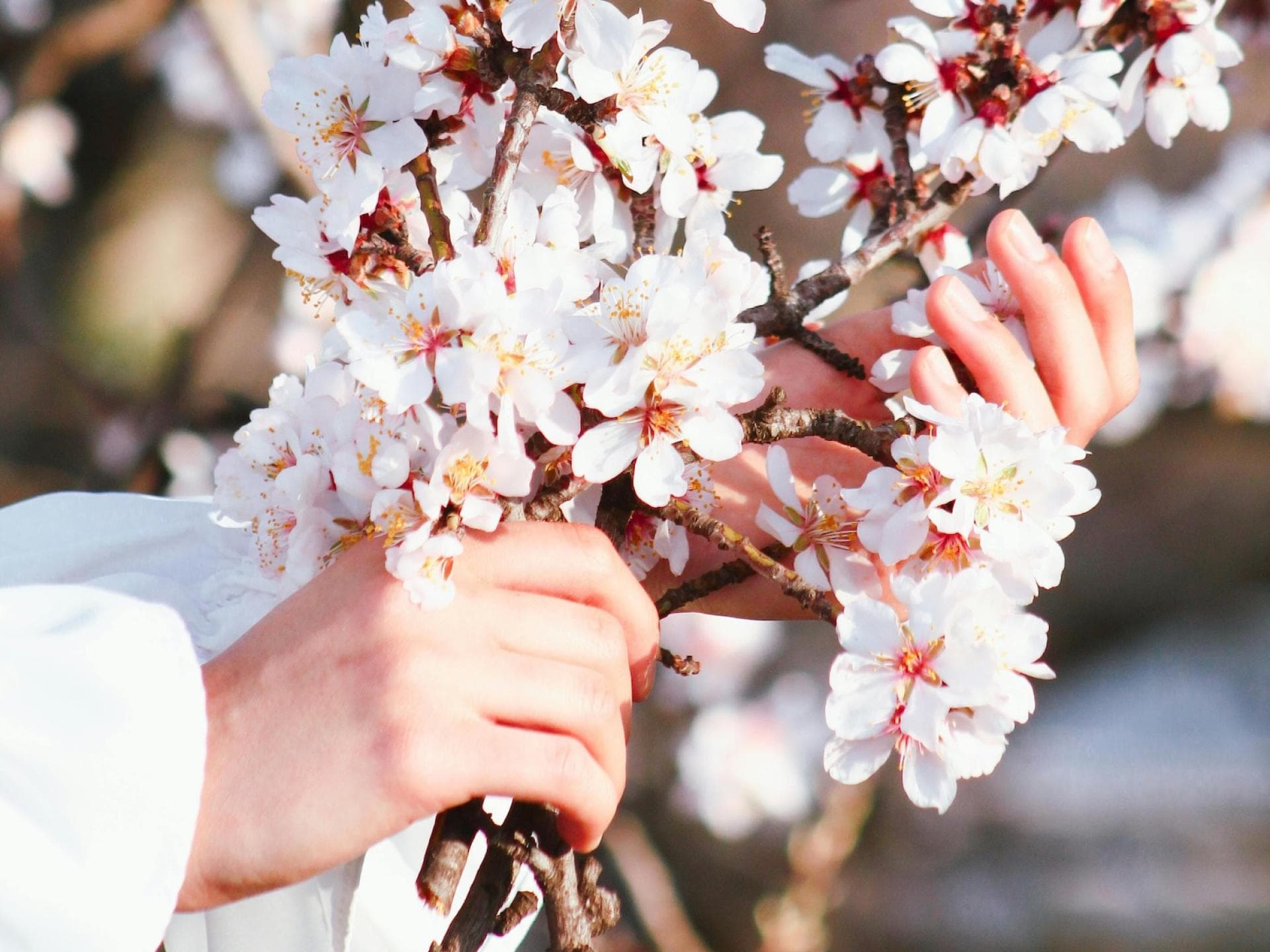Hände, die Ast mit weißen Obstbaum-Blüten umgreifen