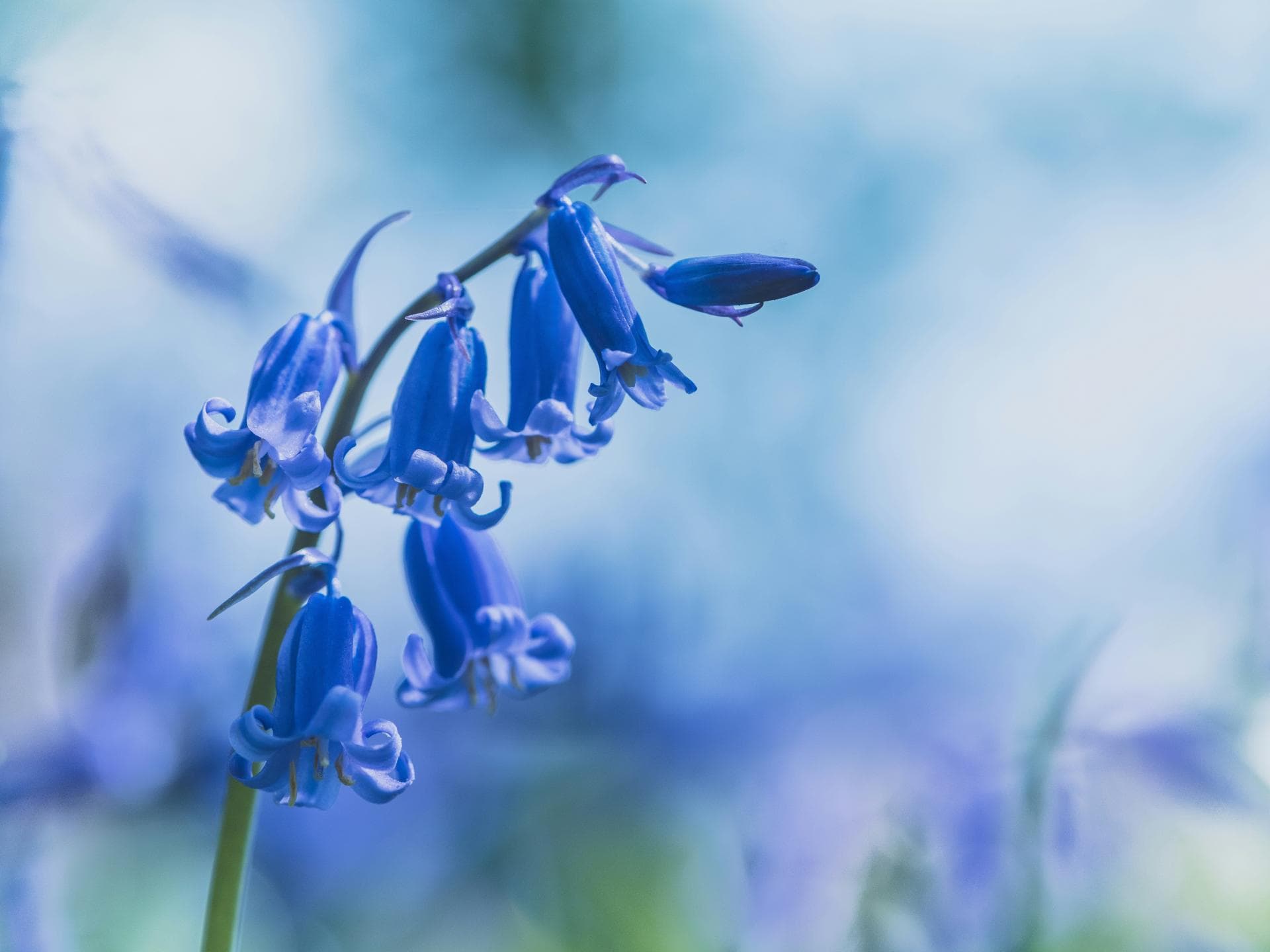 Nahaufnahme einer Glockenblume