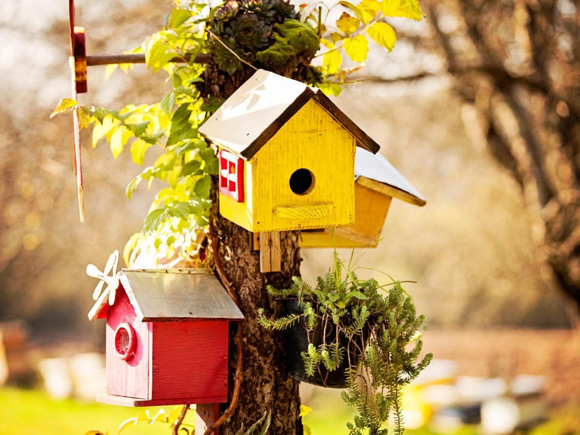 Nistkasten selber bauen Bunte Nistkästen hängen in einem Baum