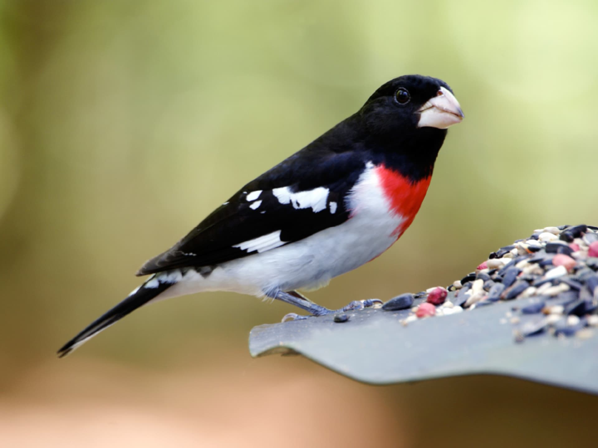 Vogel wird gefüttert
