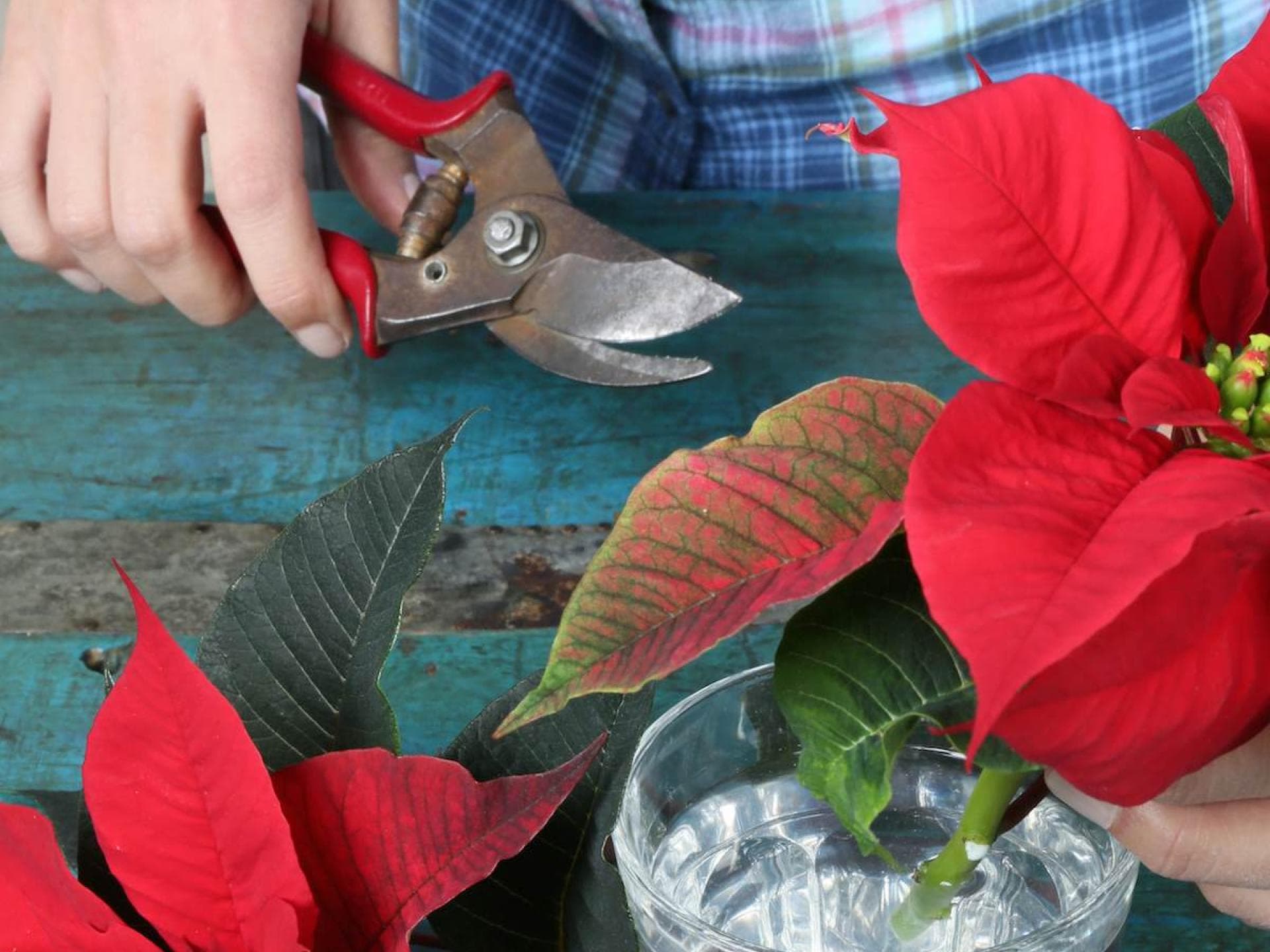 Adventskranz mit Weihnachtssternen selber machen Adventskranz basteln mit Weihnachtssternen