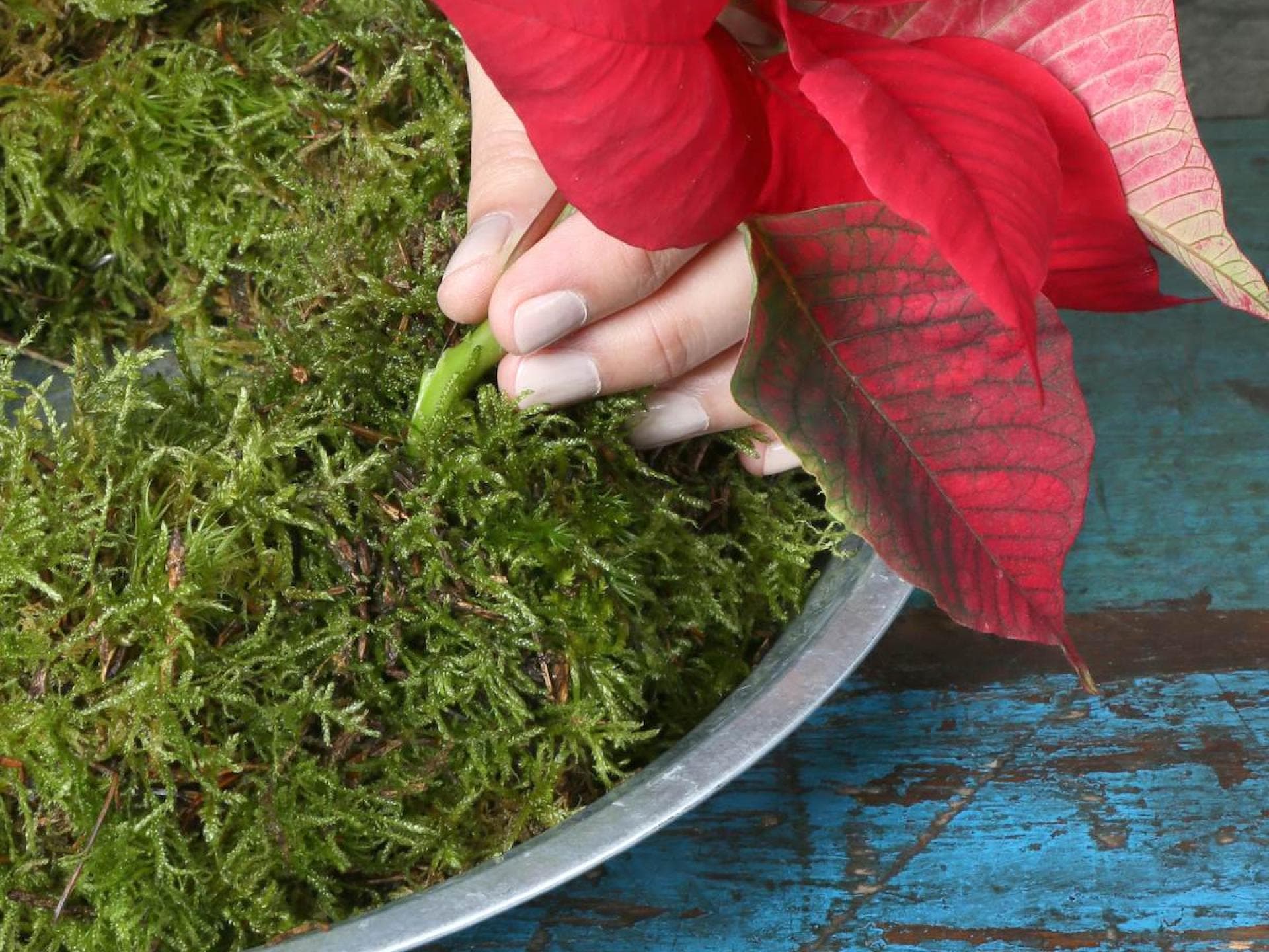 Adventskranz mit Blüten bestecken Adventskranz mit Weihnachtssternen stecken