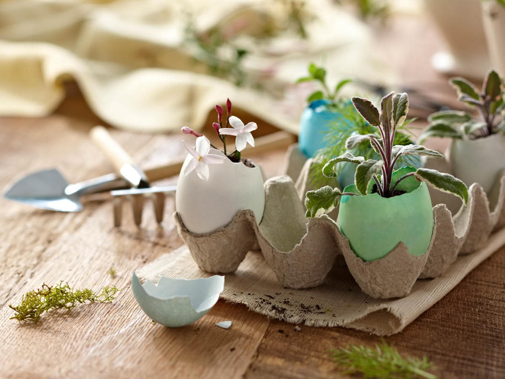 Blumenschmuck für Ostern Kleine Pflanzen in bemalten Eierschalen für Ostern
