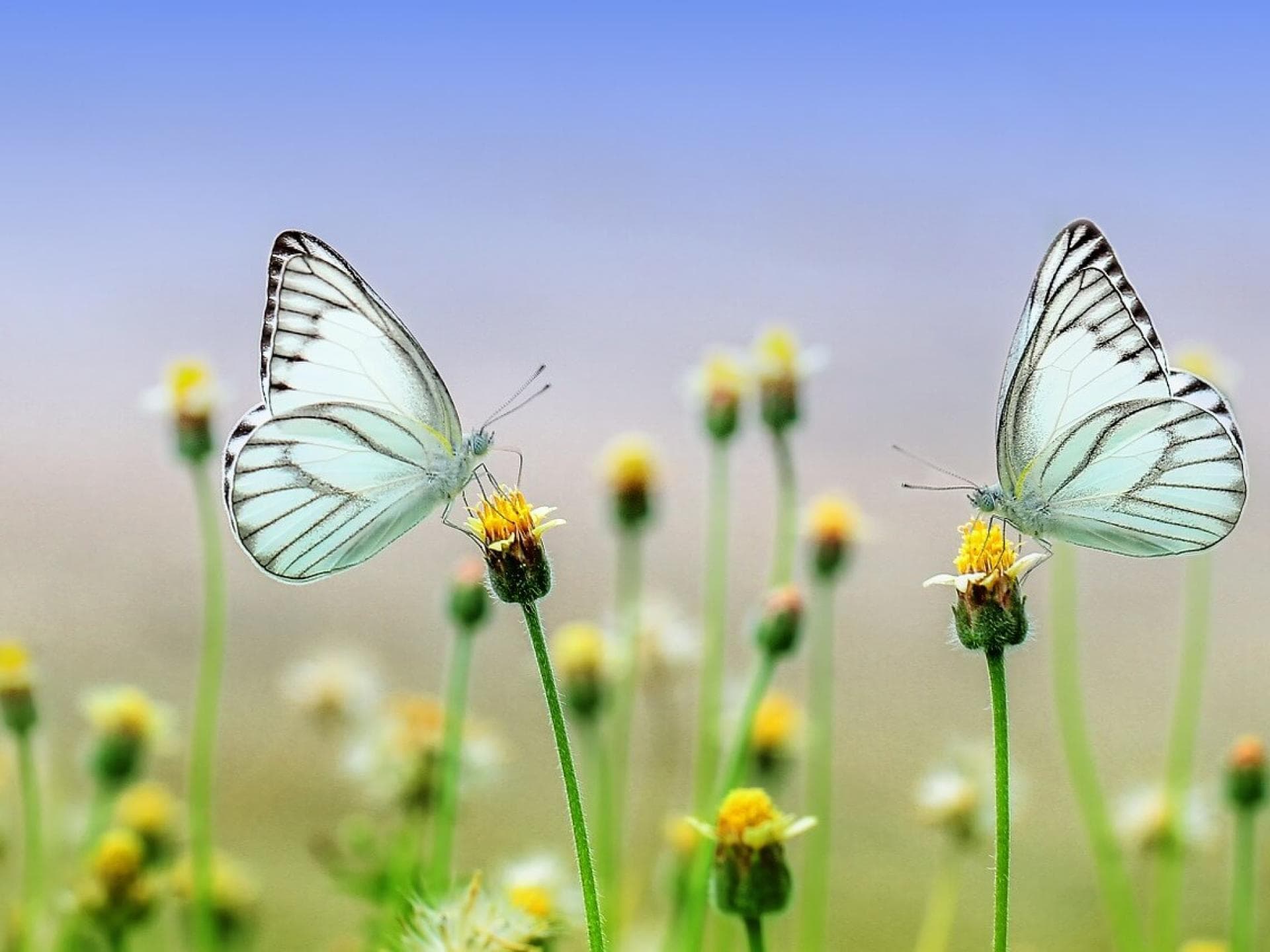 Grußkarte Frühling als Download