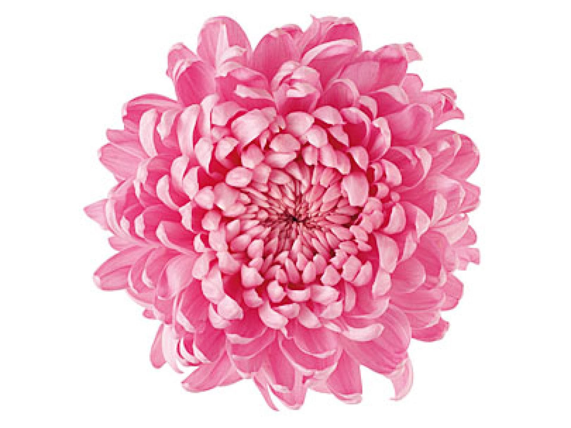 Trend Blume?