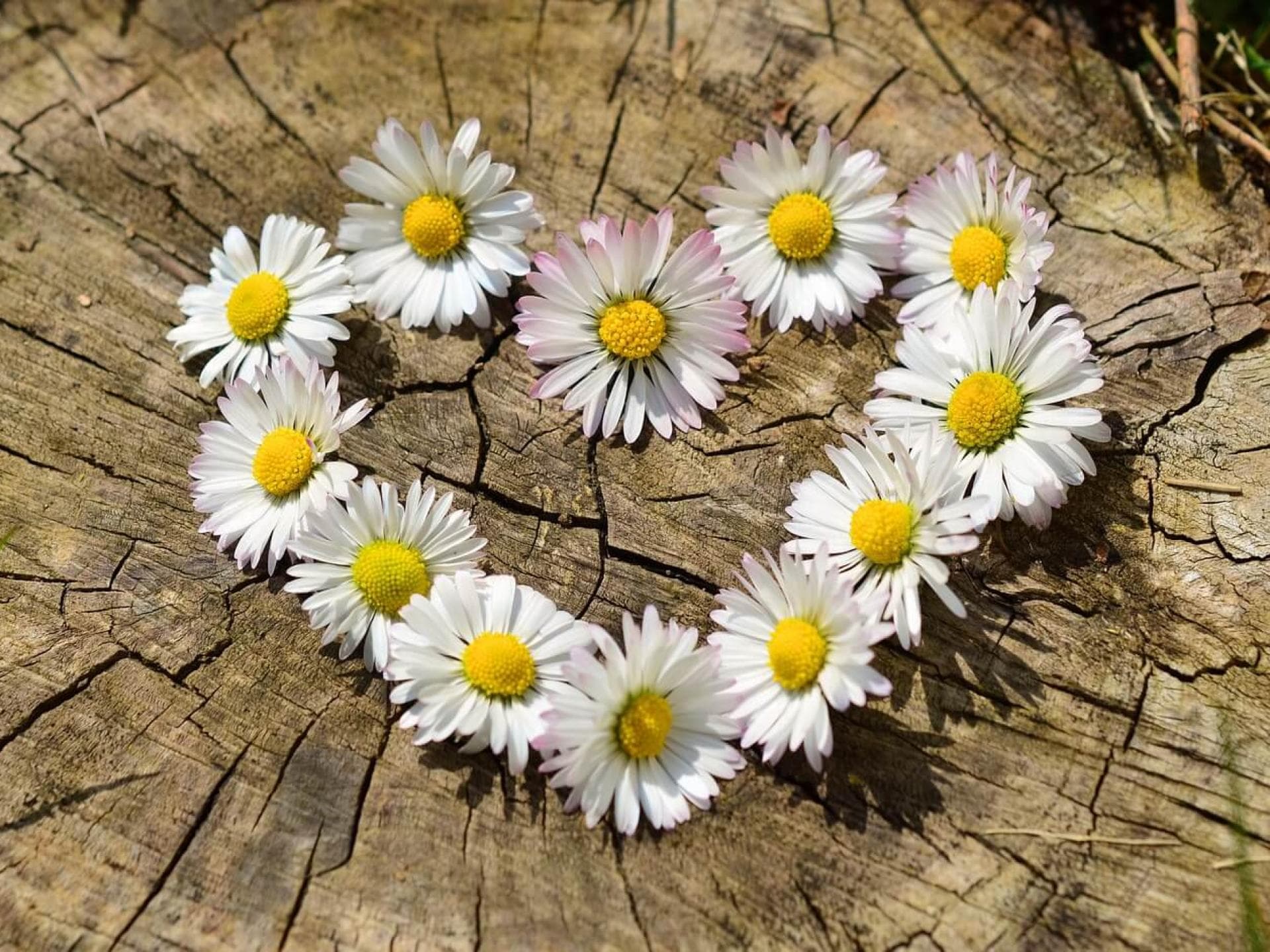 Grußkarte Frühling als Download