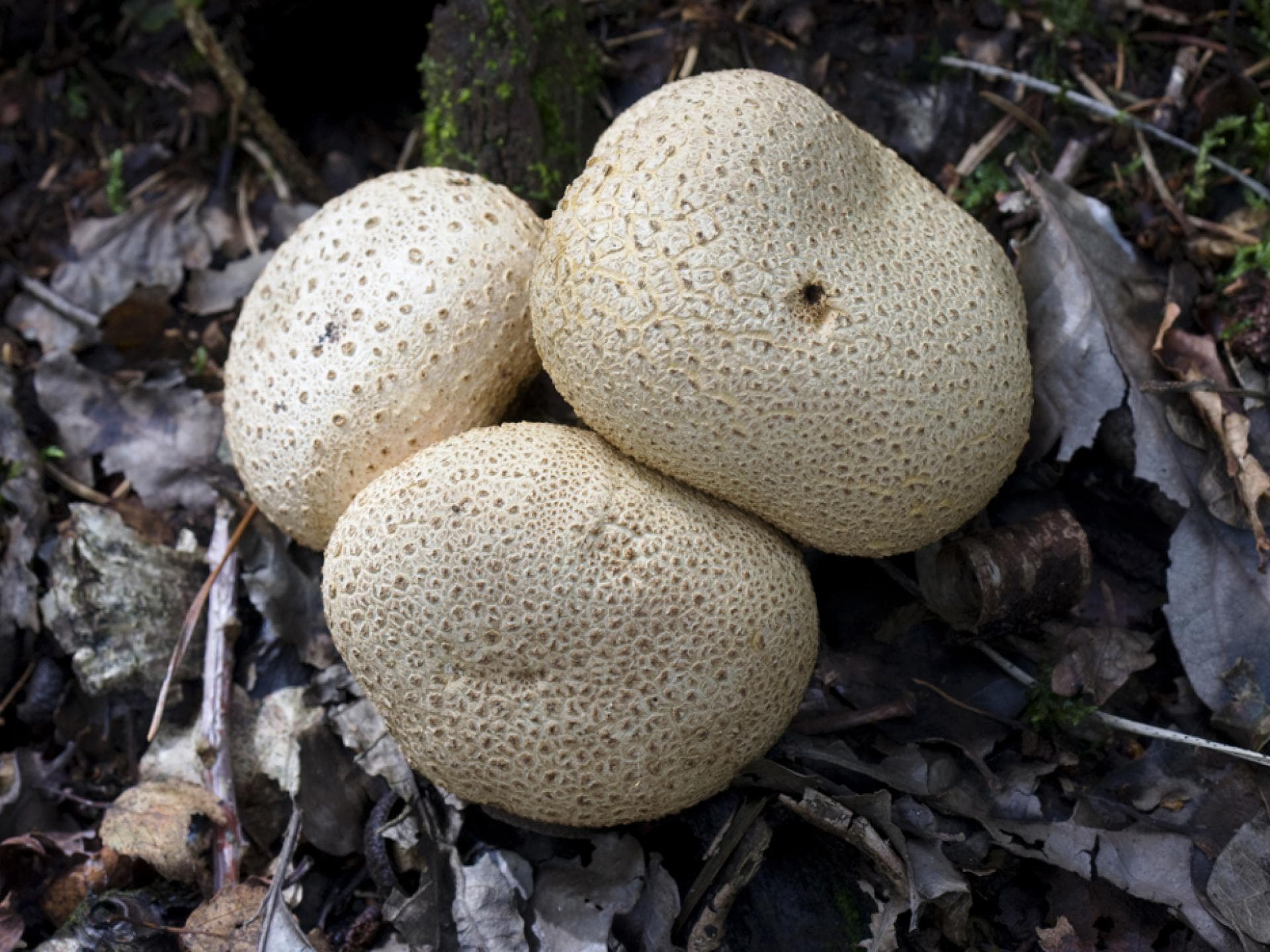 Dickschaliger Kartoffelbovist