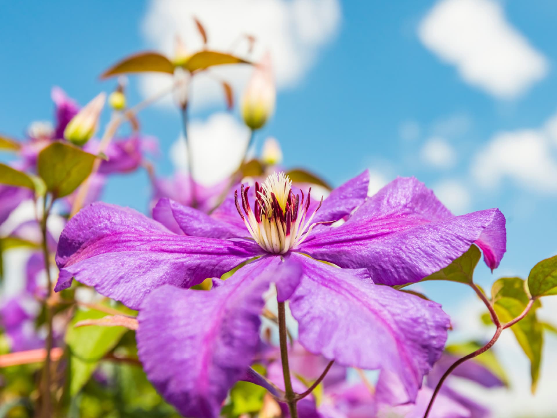 Clematis, eine wunderbare Balkonblume - Lesen Sie in unserem Artikel mehr über Balkonblumen 