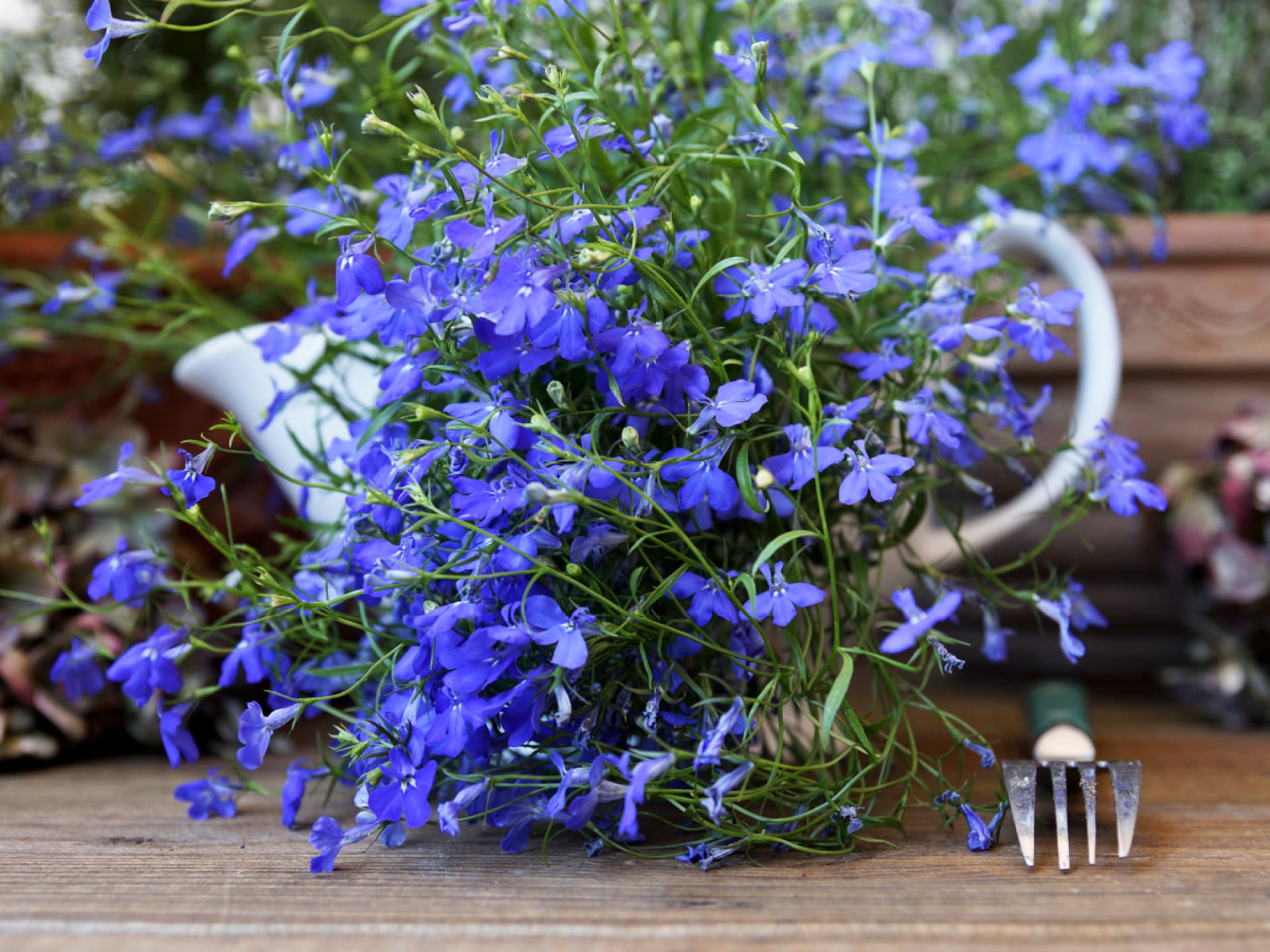 Männertreu mag es auf dem Balkon schattig - Erfahren Sie hier mehr über Balkonblumen