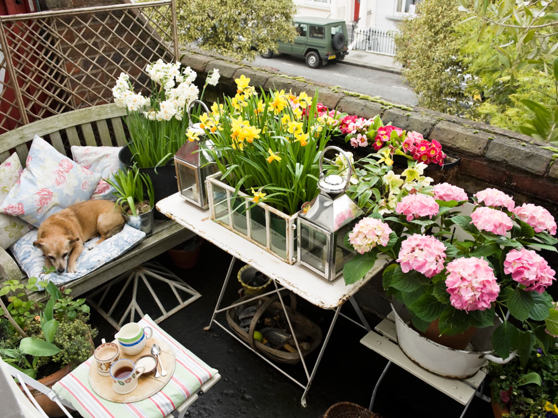Die schönsten Balkonblumen  - Riskieren Sie einen Blick! 
