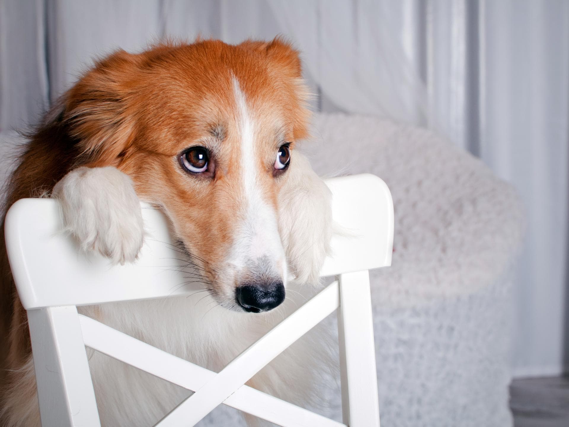 Diese Lebensmittel dürfen Hunde nicht fressen: Hund schaut treu
