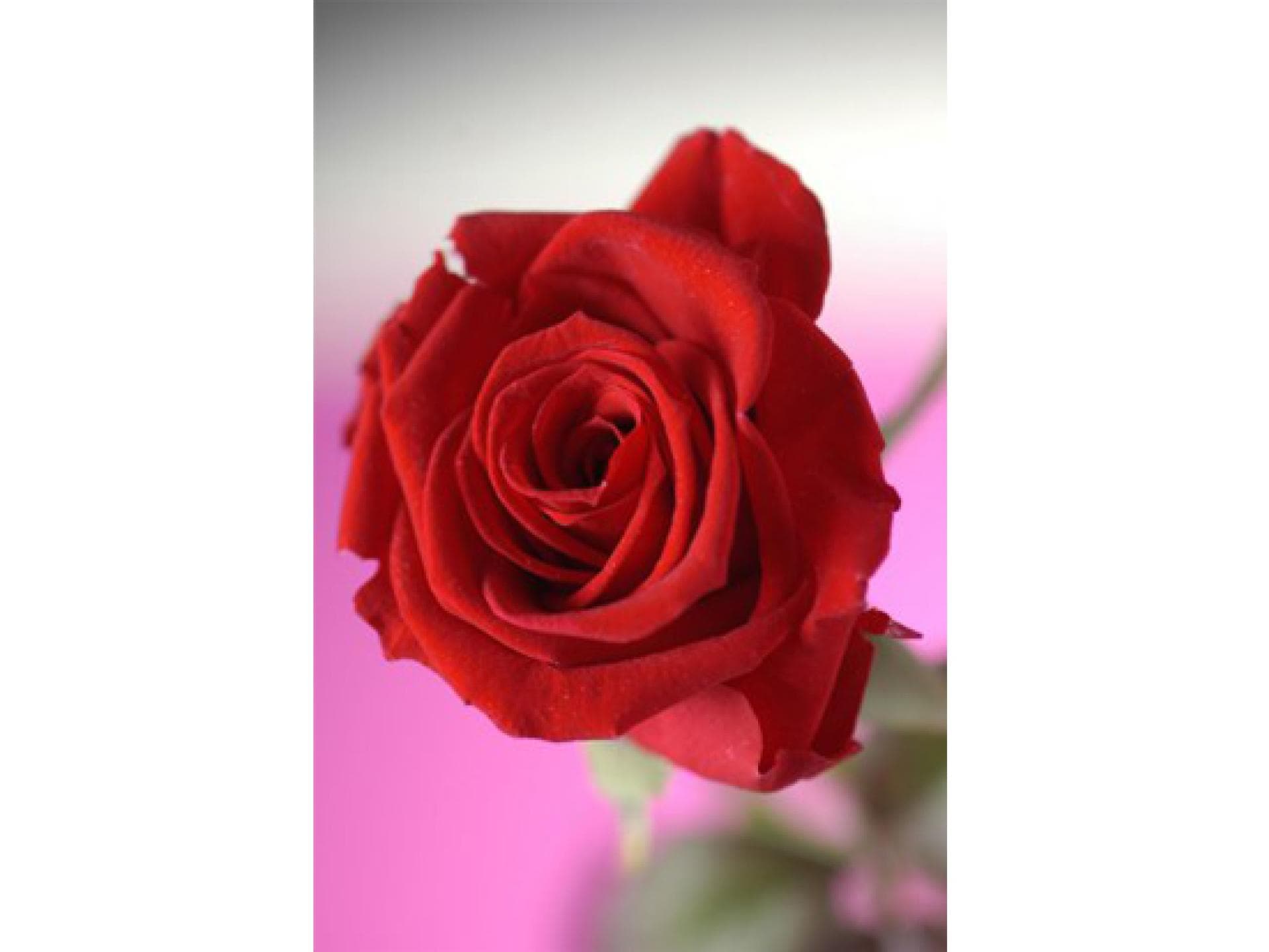 ewige Rose ewige Rose Geschenk zum Jahrestag
