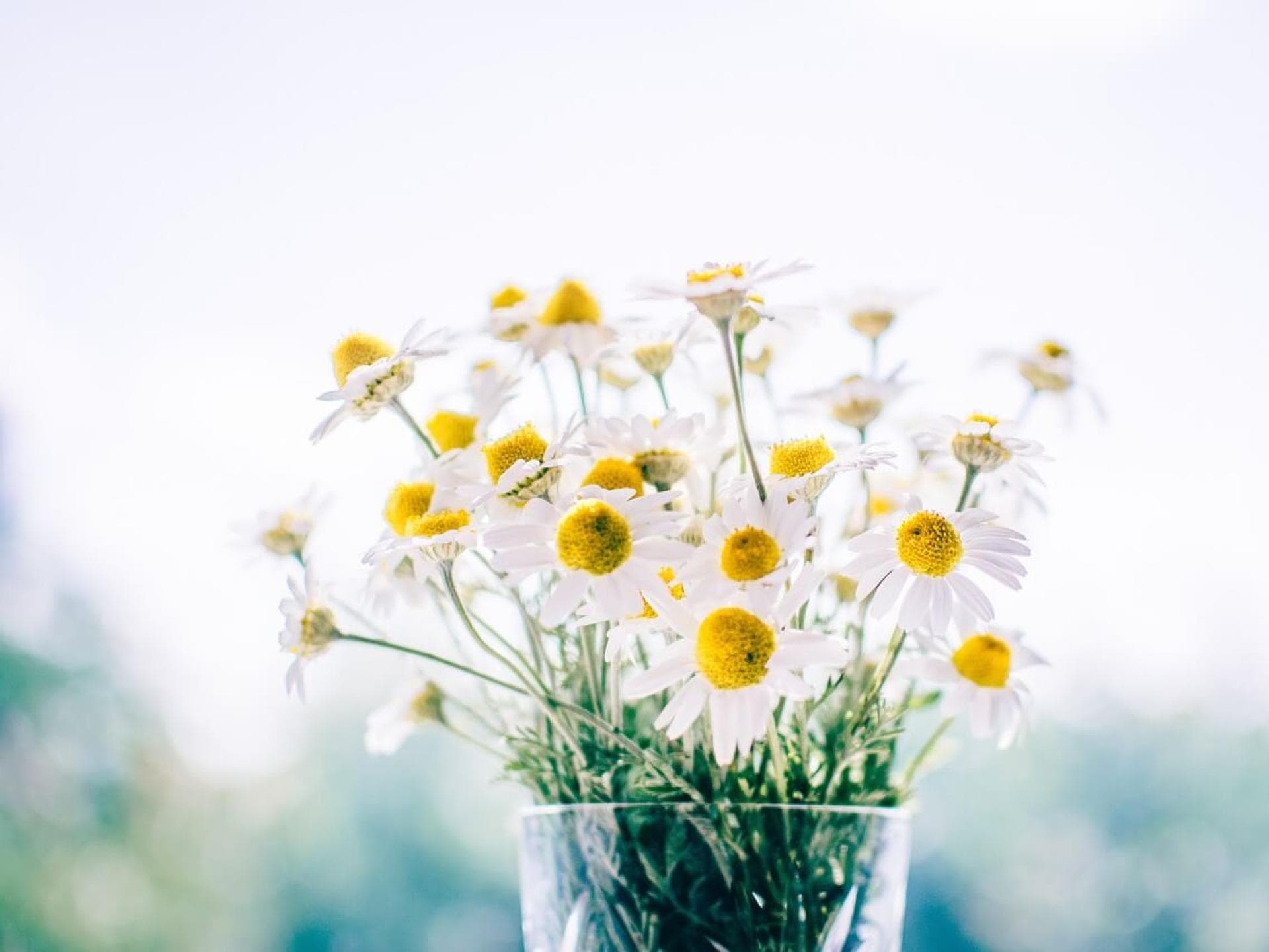 Grußkarte Frühling als Download