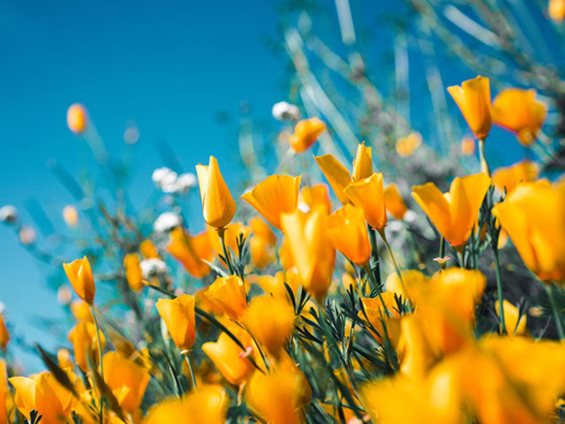 Frühling
