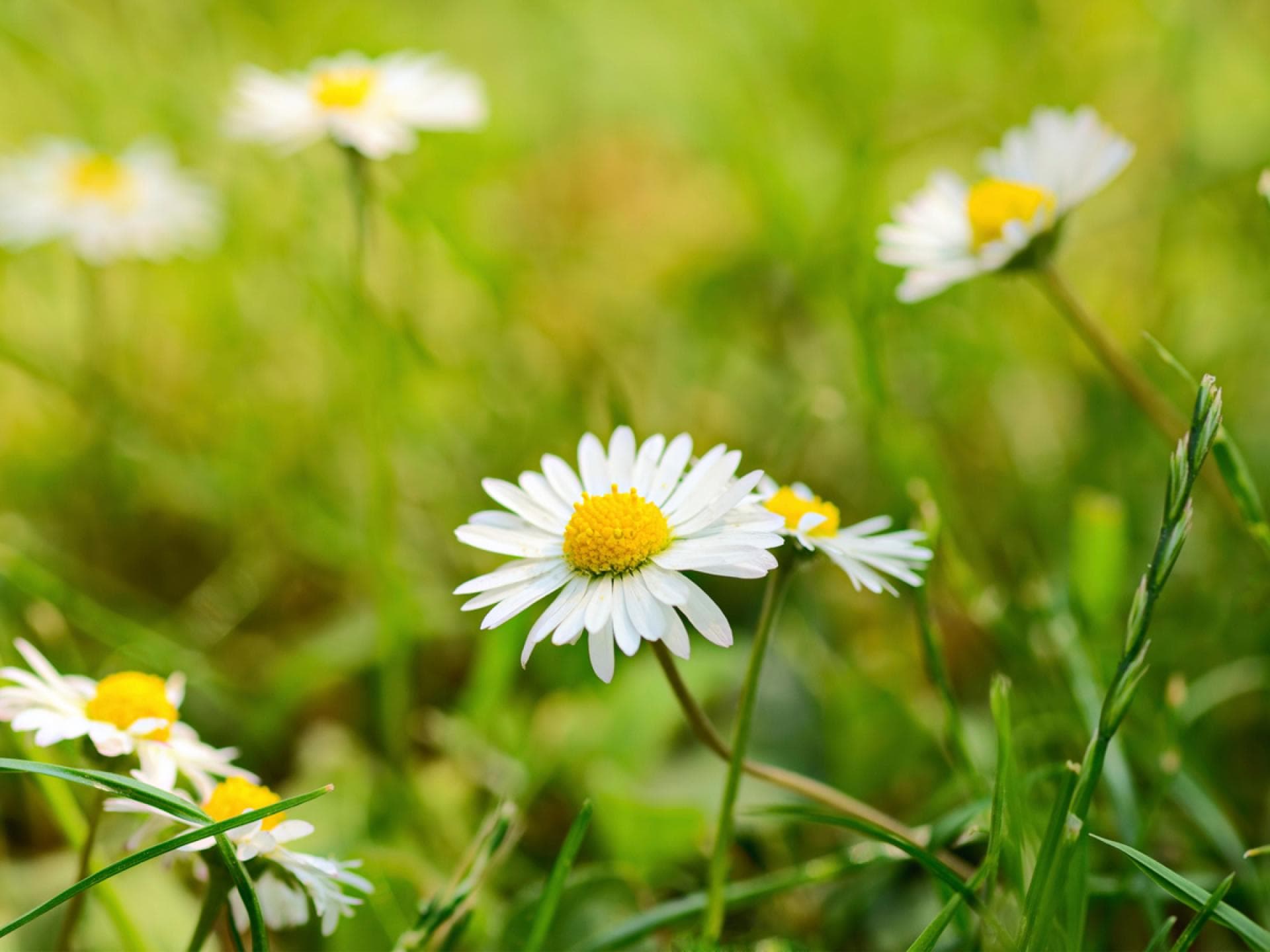 Gänseblümchen Gänseblümchen