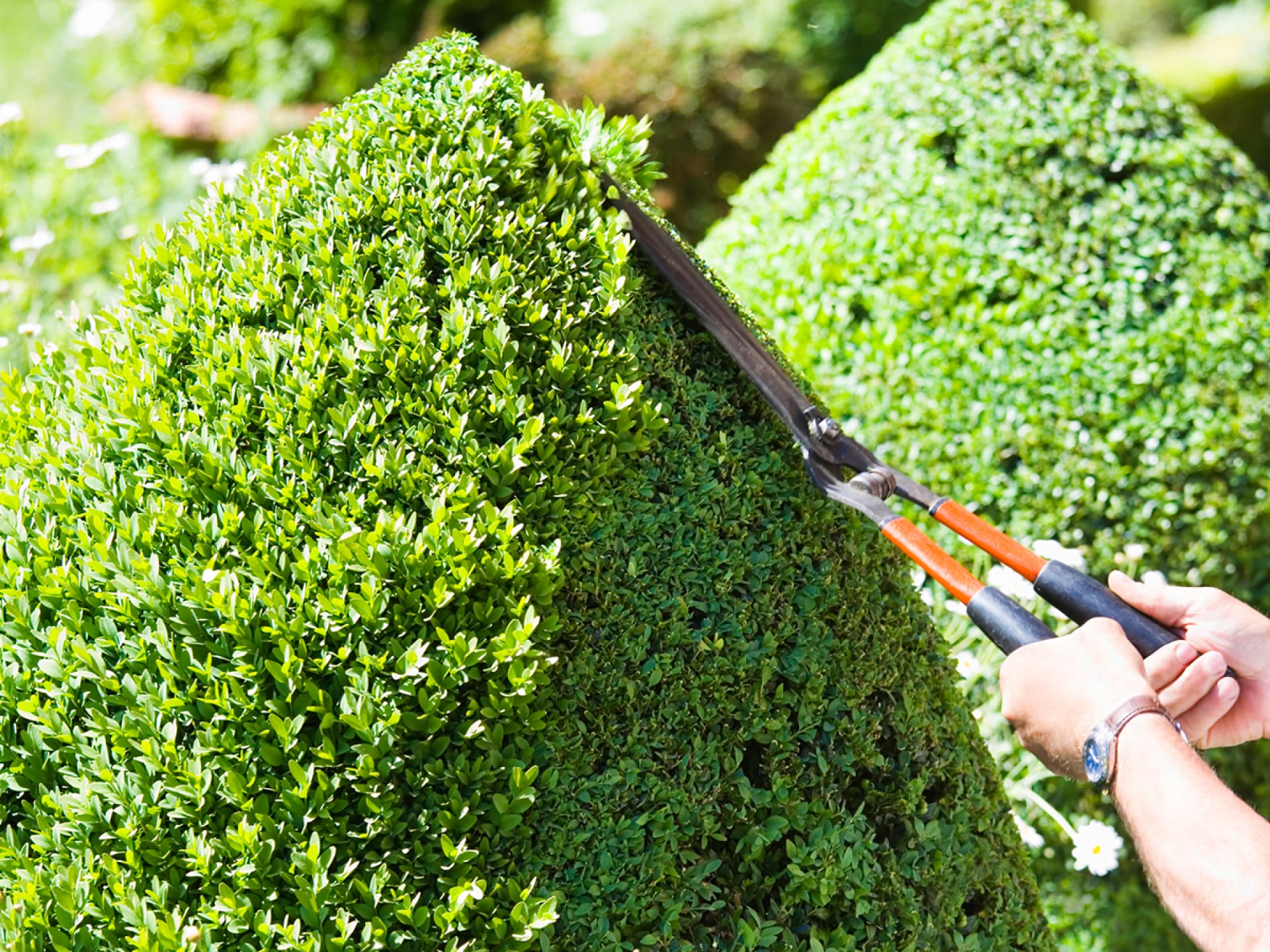 Eine Heckenschere stutzt die Hecke 