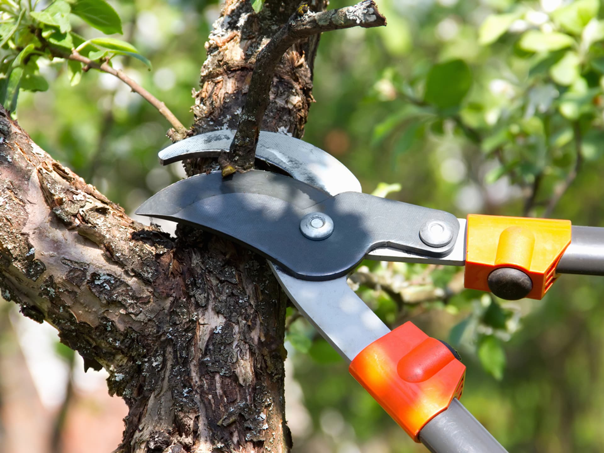Eine Astschere darf im Garten nicht fehlen