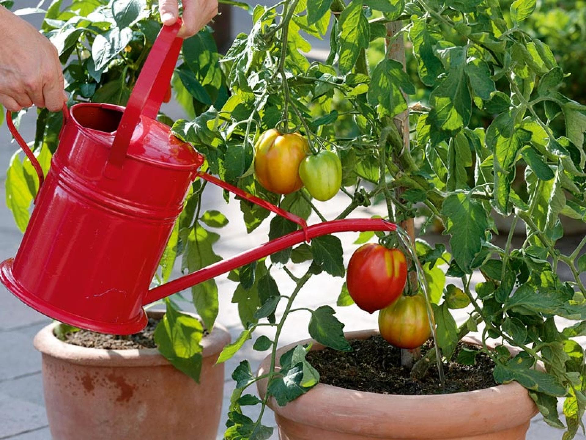 Eine Tomatenpflanze wird mit Wasser versorgt
