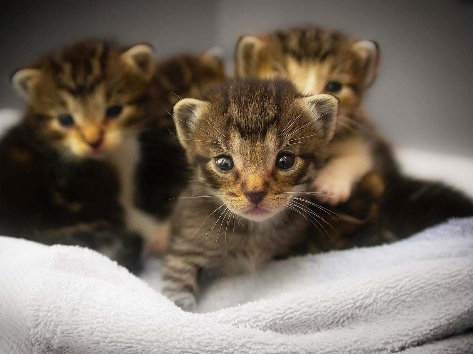 Gratis Grußkarten: süße Tierkinder-Motive versenden