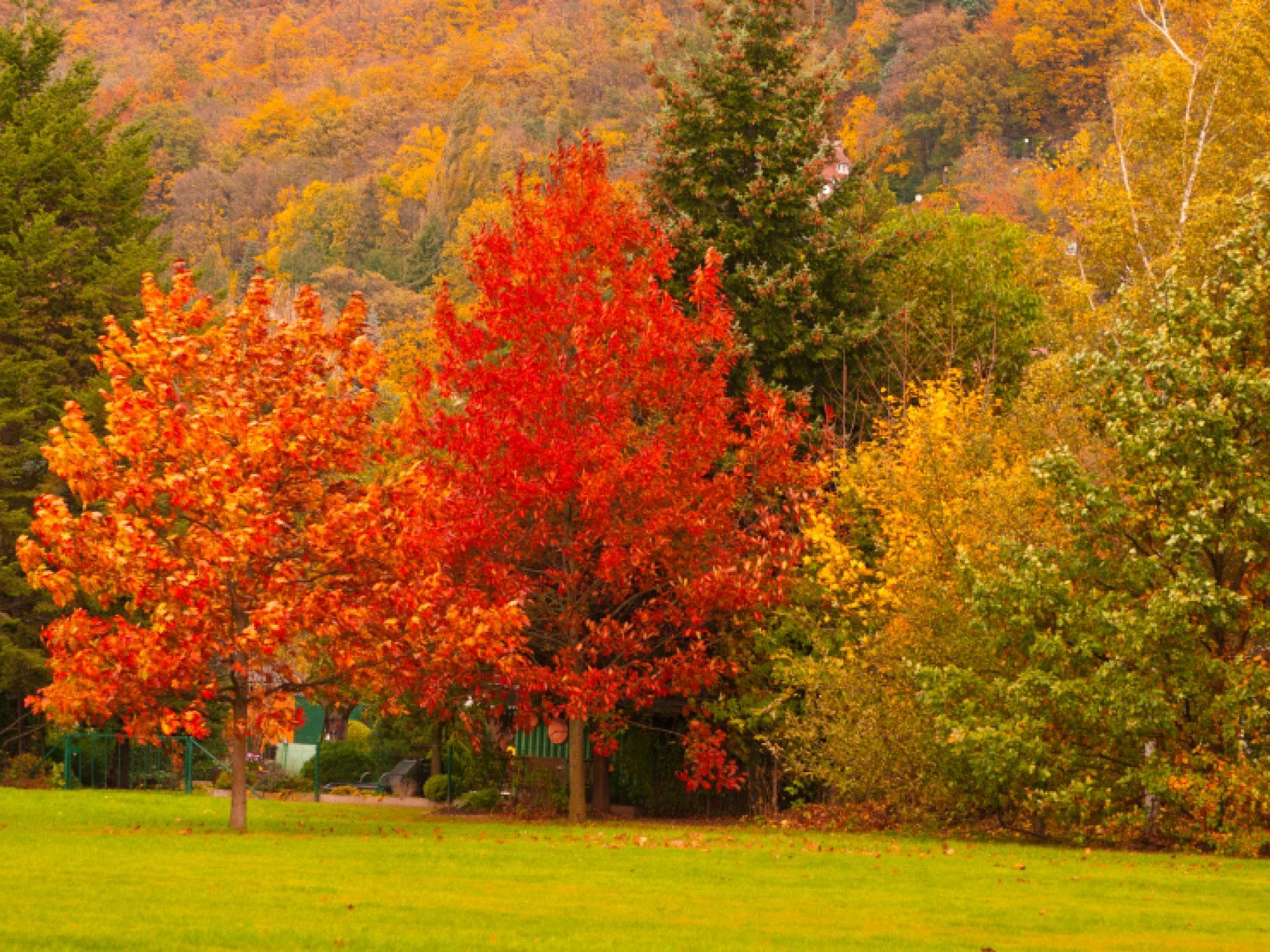 Bäume in schönen Herbstfarben Bäume in schönen Herbstfarben