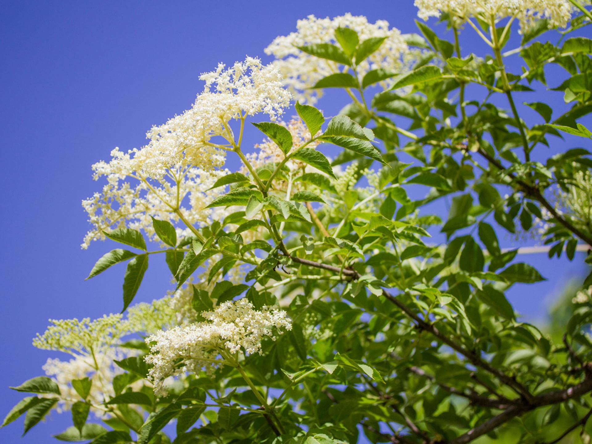 Holunderblüten Holunderblüten