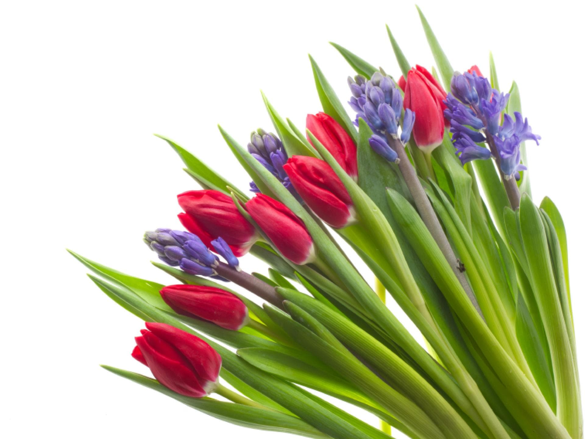 Tulpen und Hyzinthen