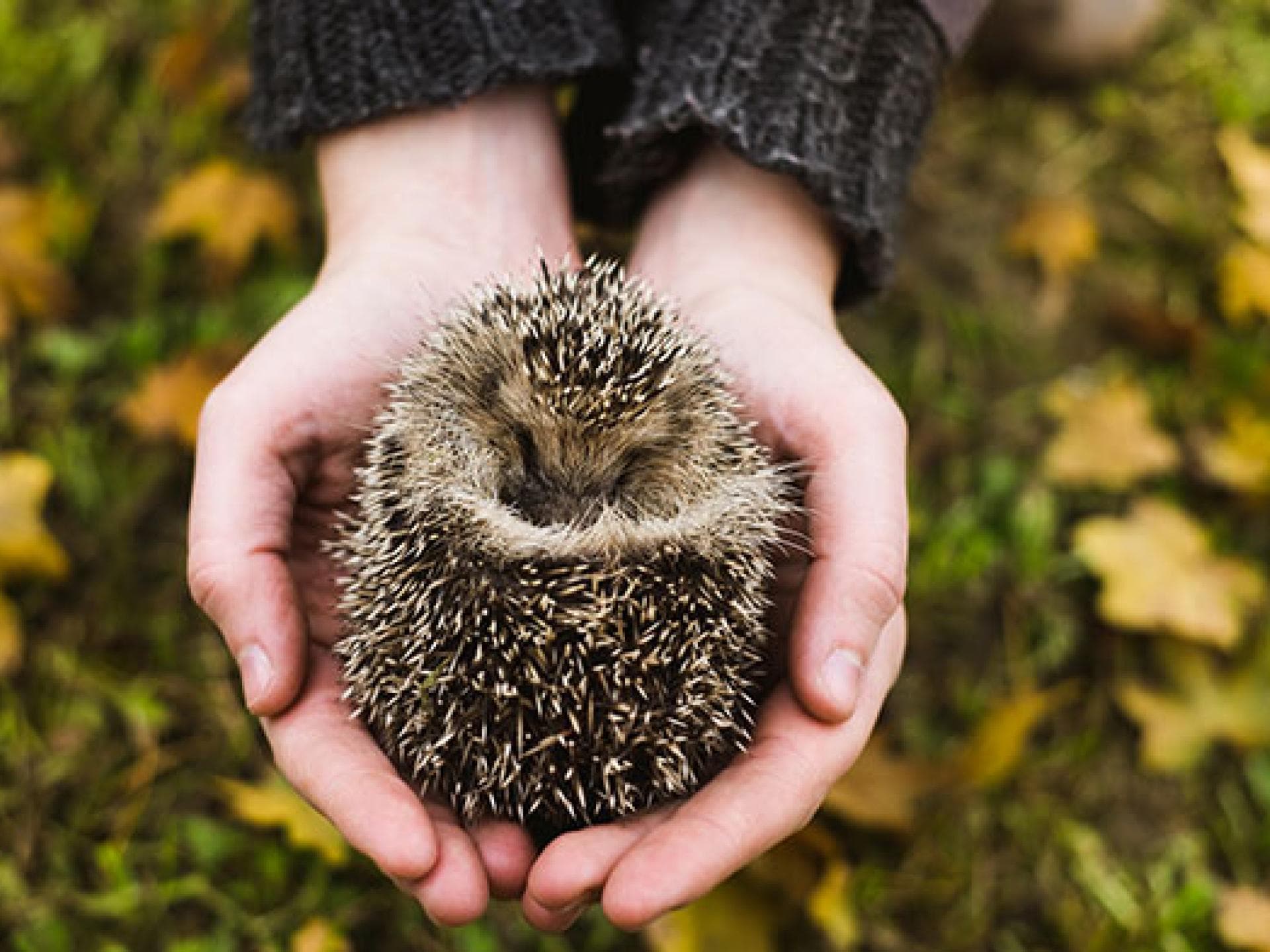 Igel schützen