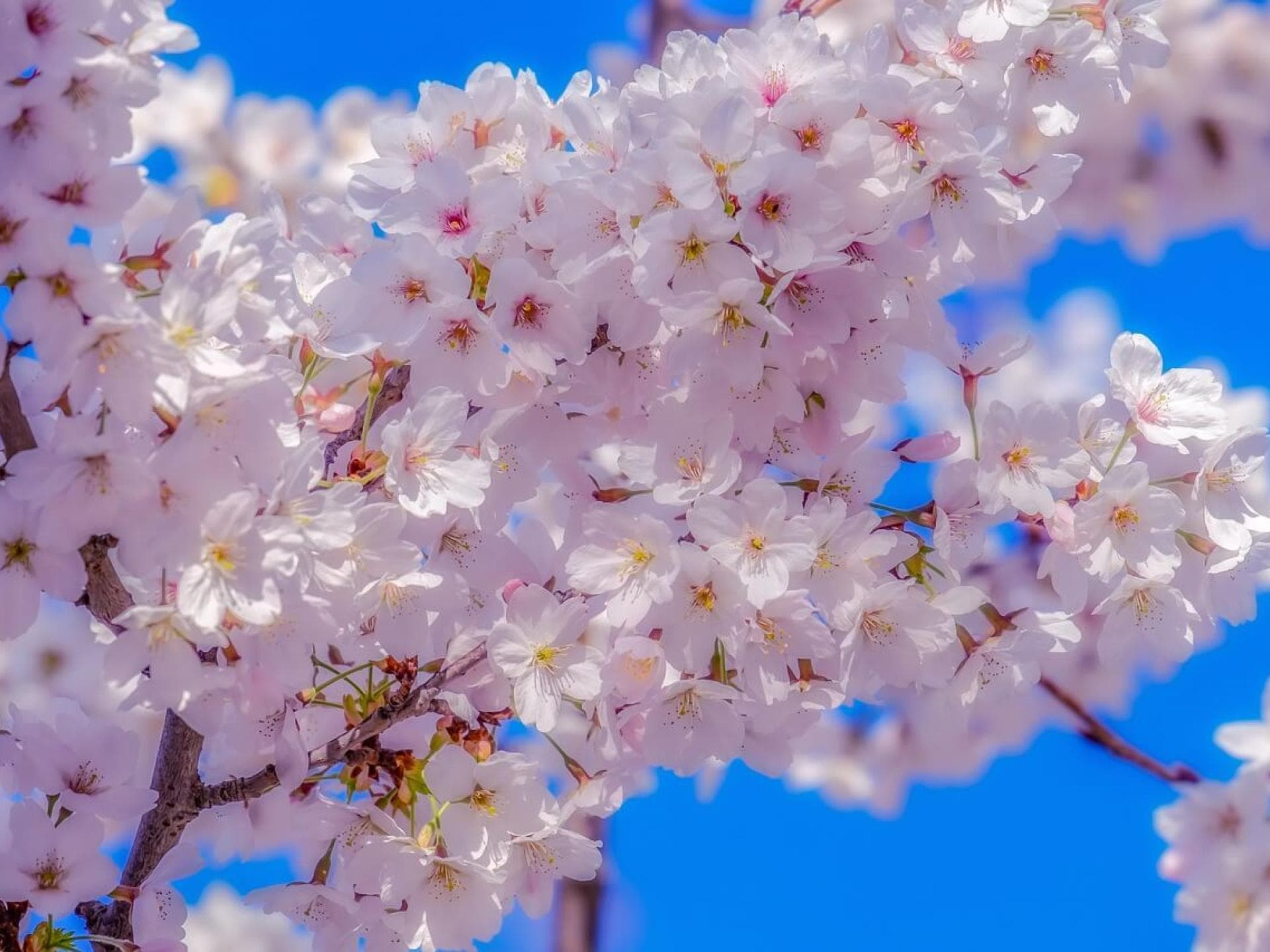 Grußkarte Frühling als Download