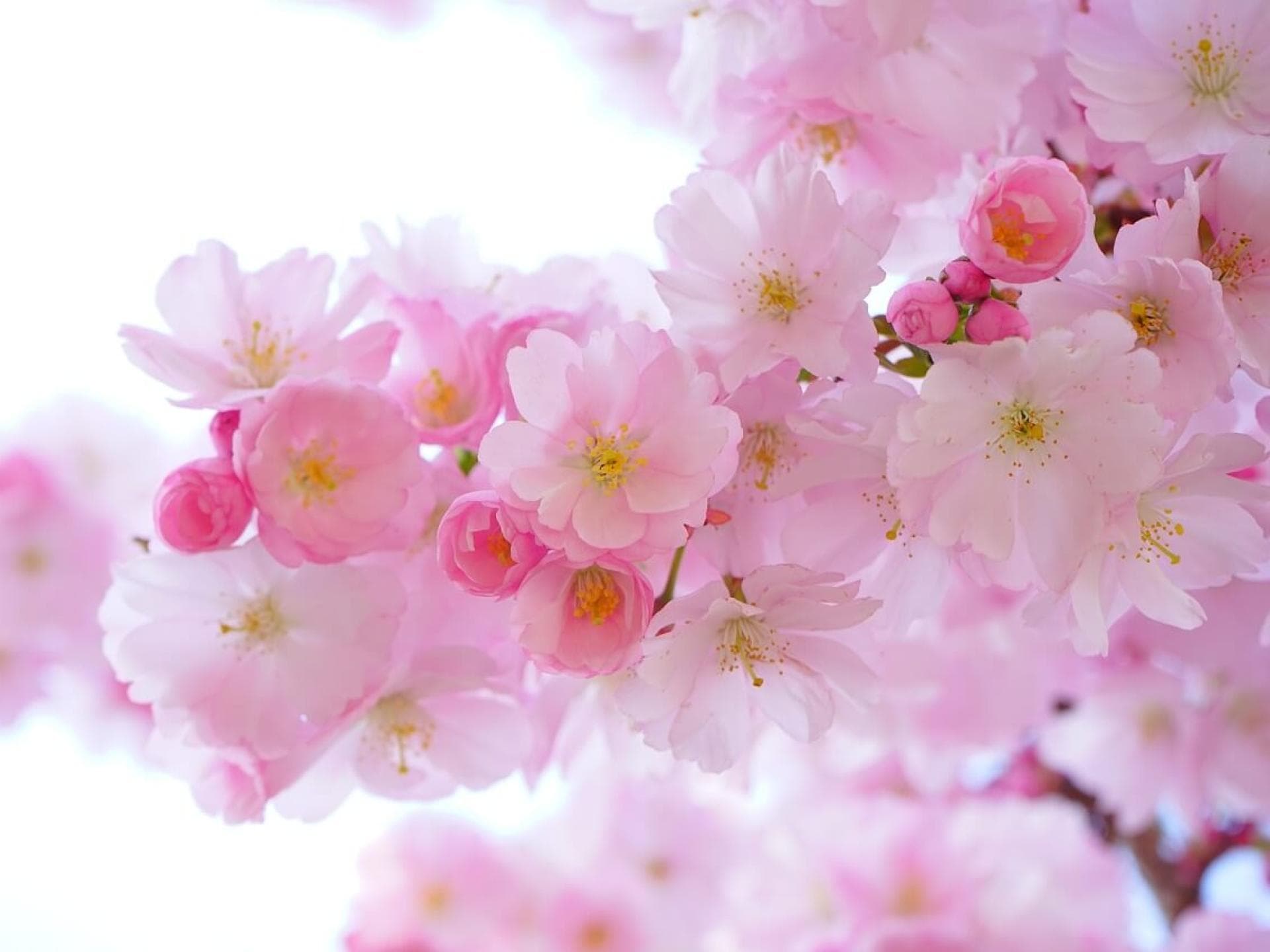 Grußkarte Frühling als Download