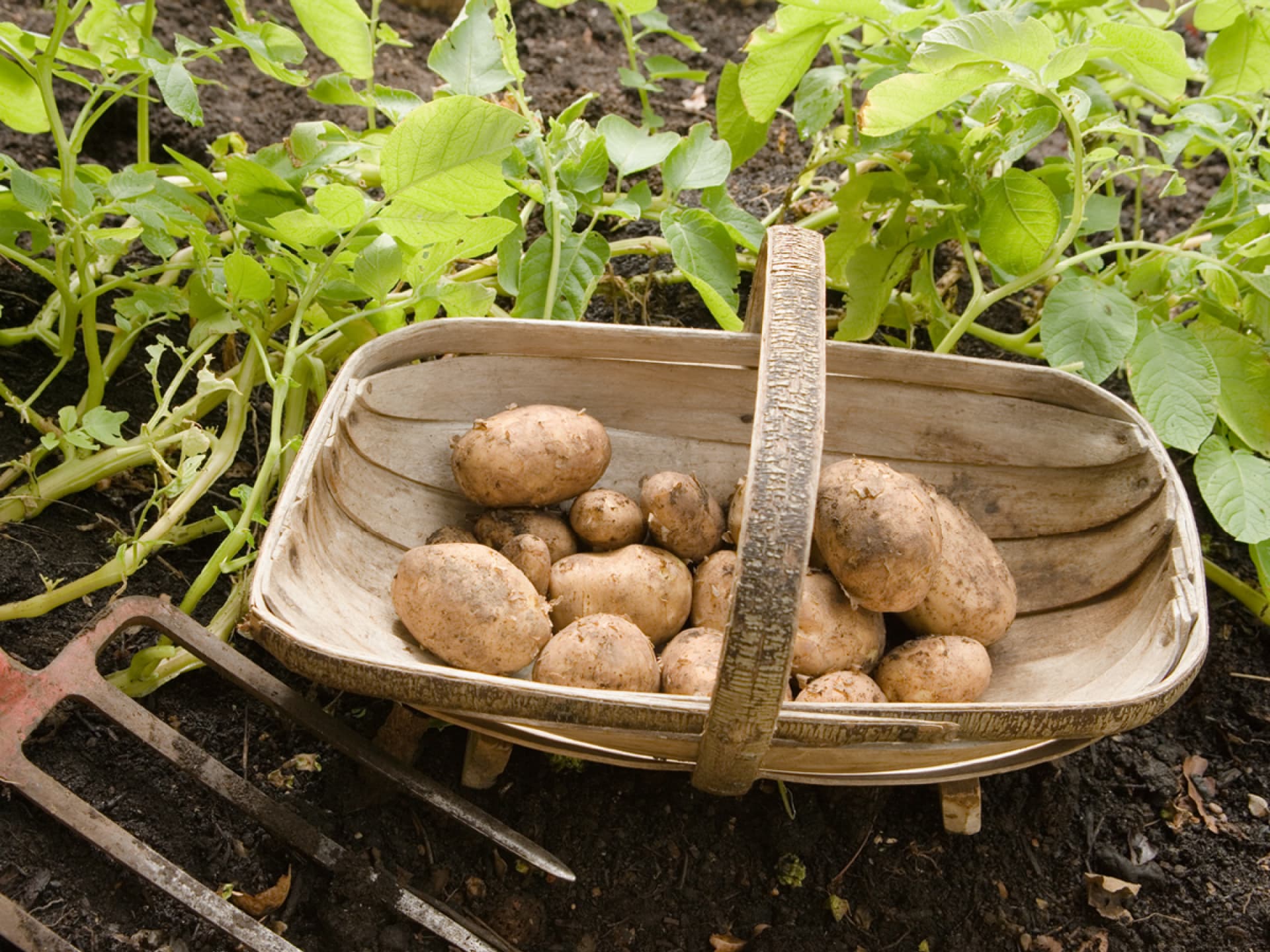 Korb mit Kartoffeln aus dem eigenen Garten