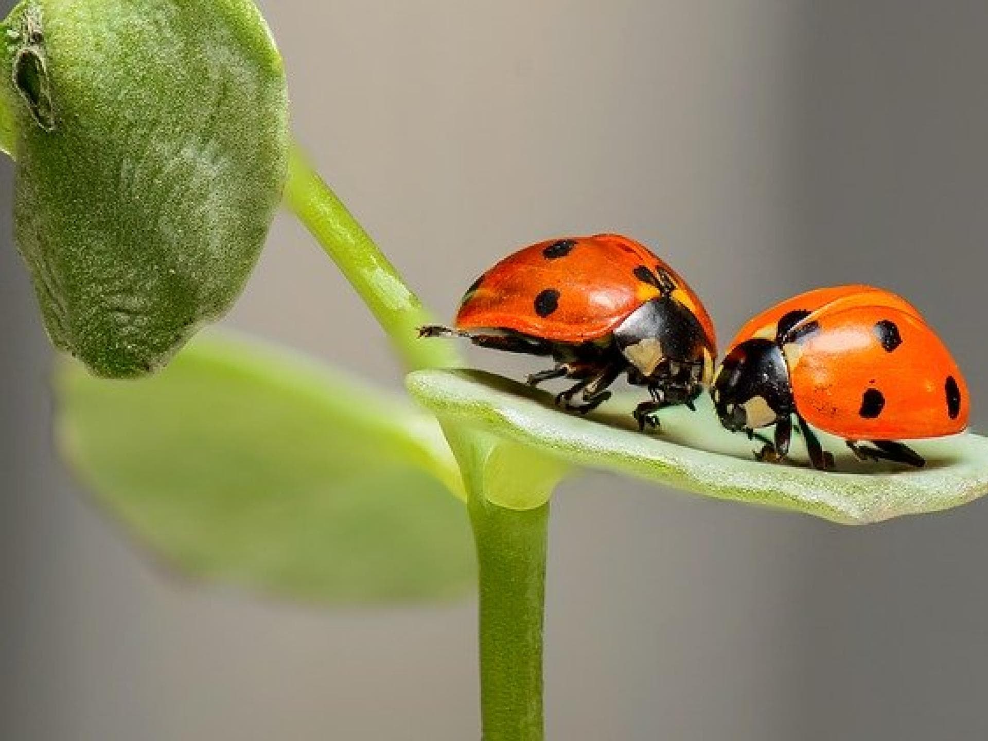 Frühling Grußkarten