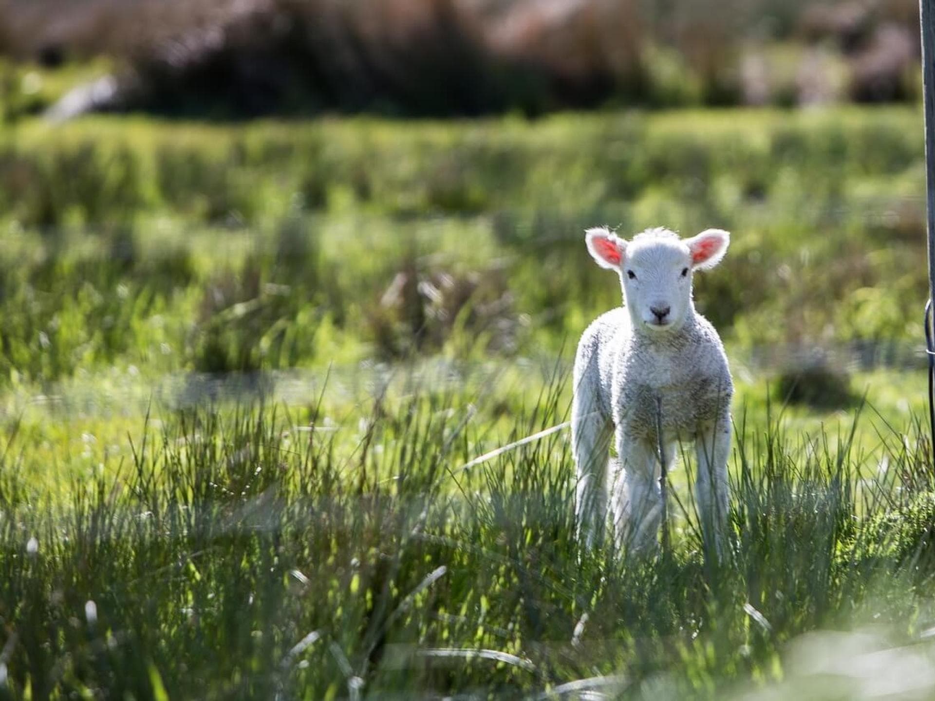 Grußkarte Frühling als Download