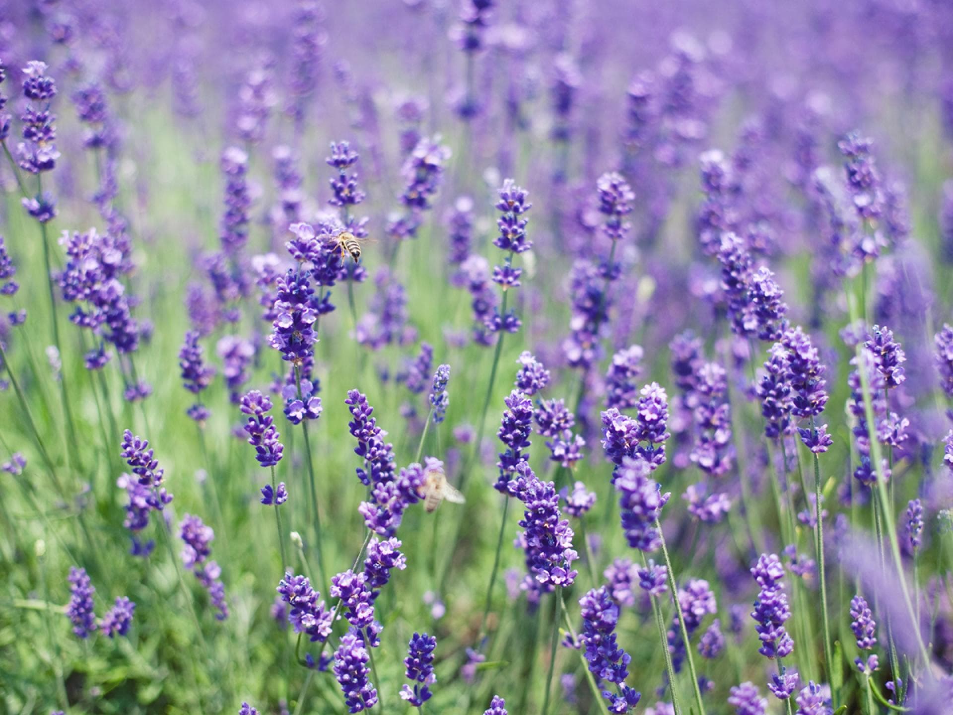 Lavendel Lavendel
