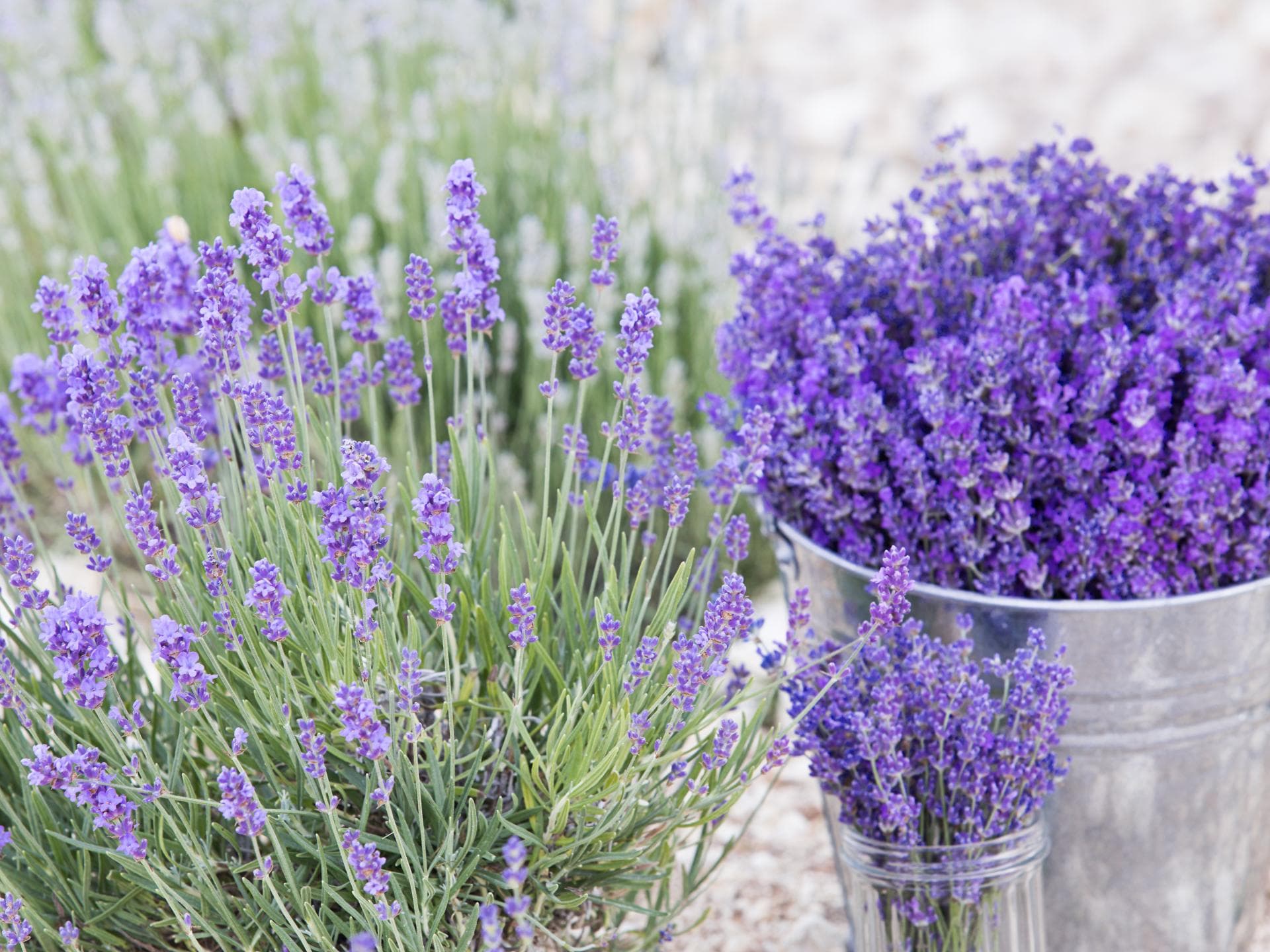 Zimmerpflanze Lavendel