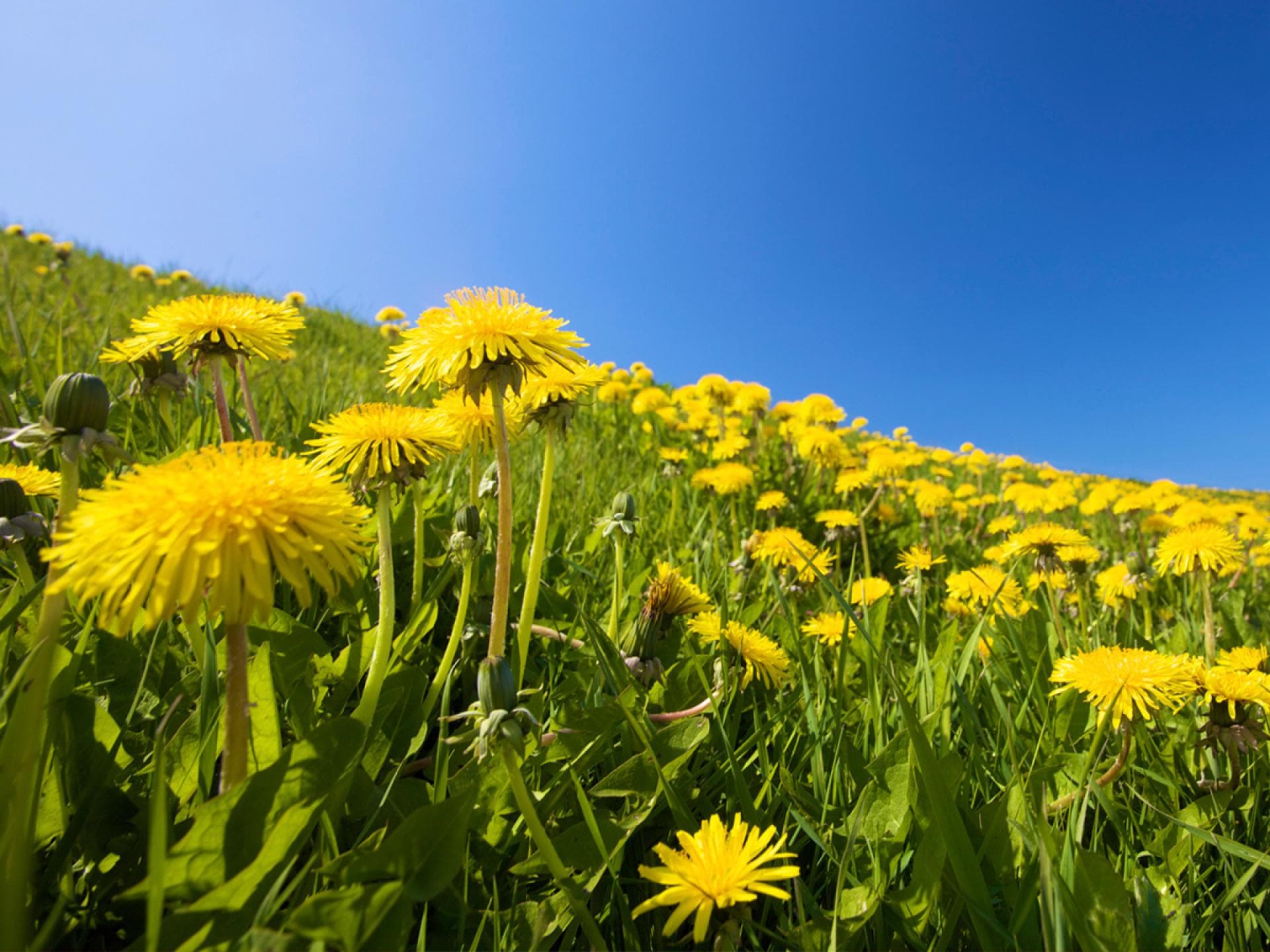 Löwenzahn Löwenzahn - Wenn Sie einen farbenfrohen Salat oder Gemüse anrichten, verleihen sie als blumige Zutat dem Ganzen eine besondere Note - optisch und geschmacklich