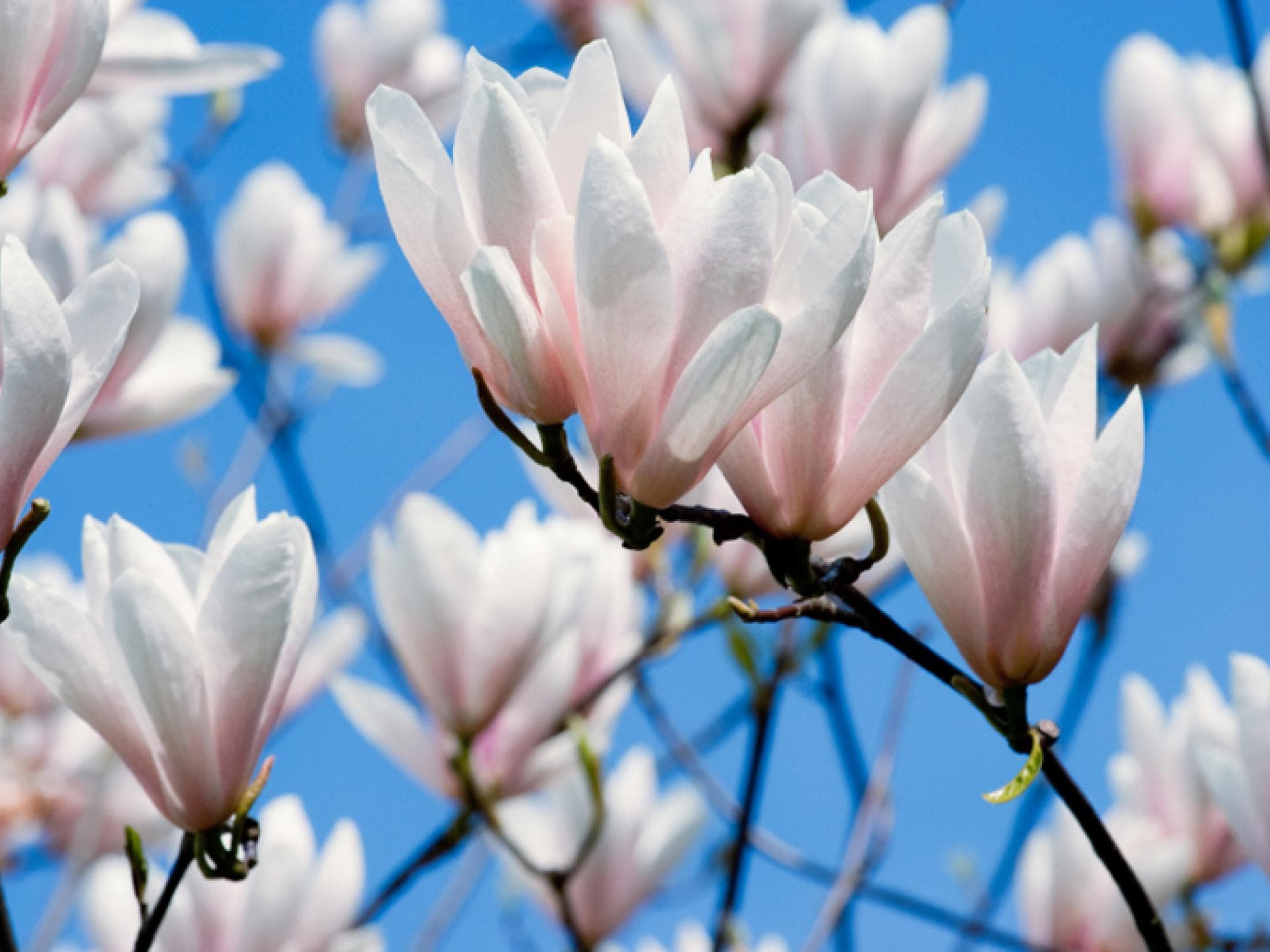 Blühende Magnolien Blühende Magnolien