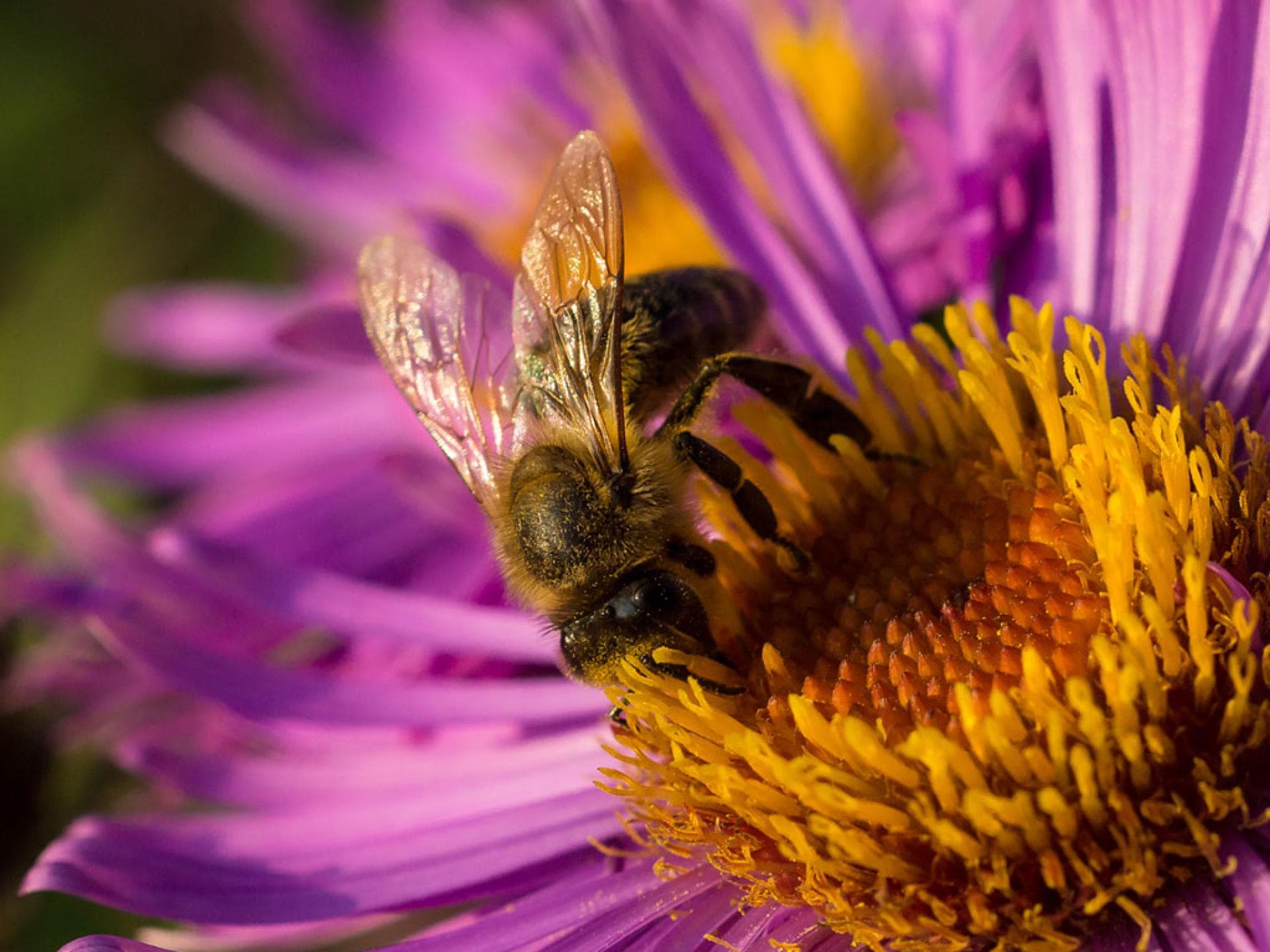 Natürliches Superfood: Bienenpollen Natürliches Superfood: Bienenpollen