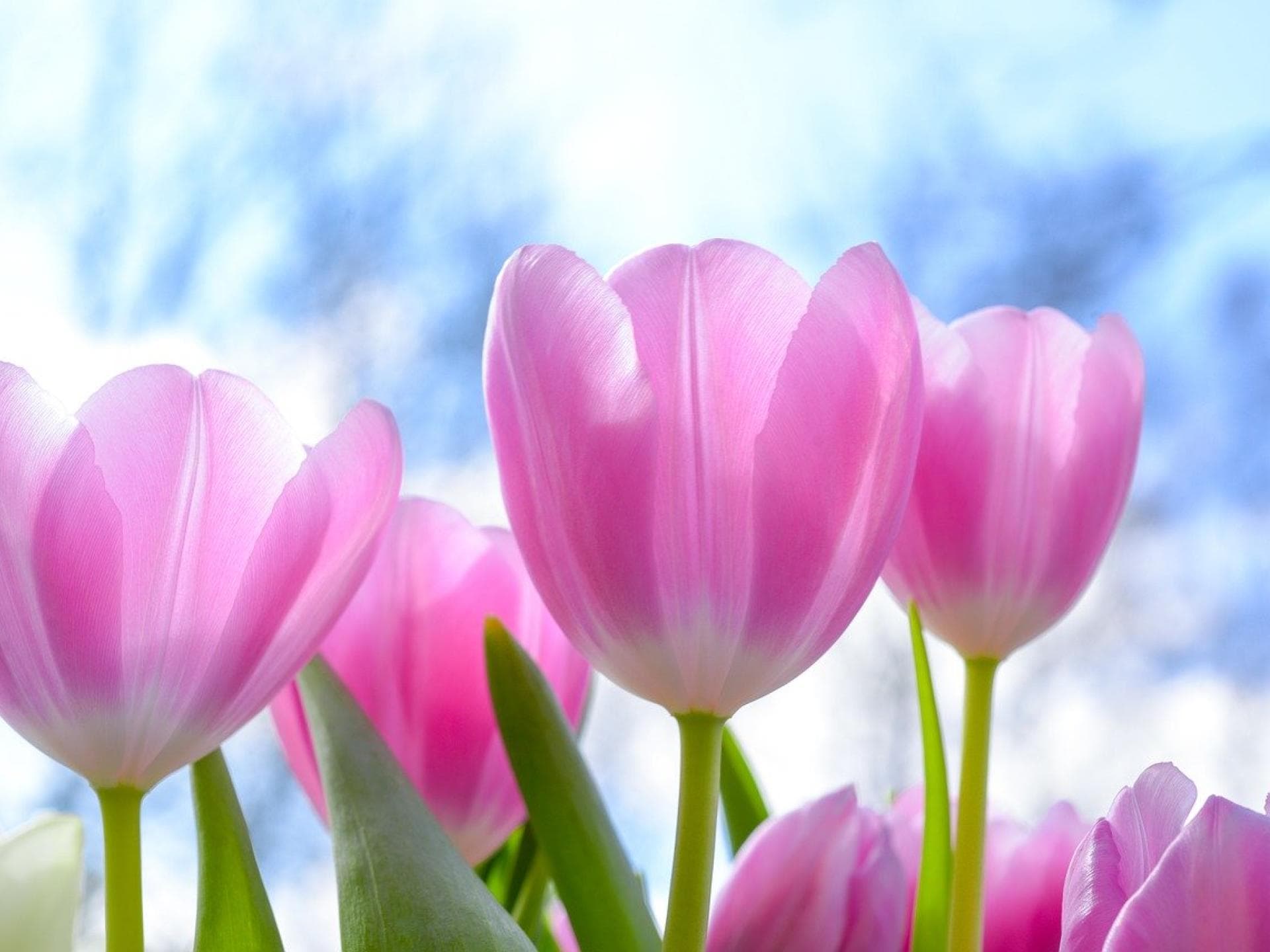 Tulpen: Die schönsten Frühlingsblumen