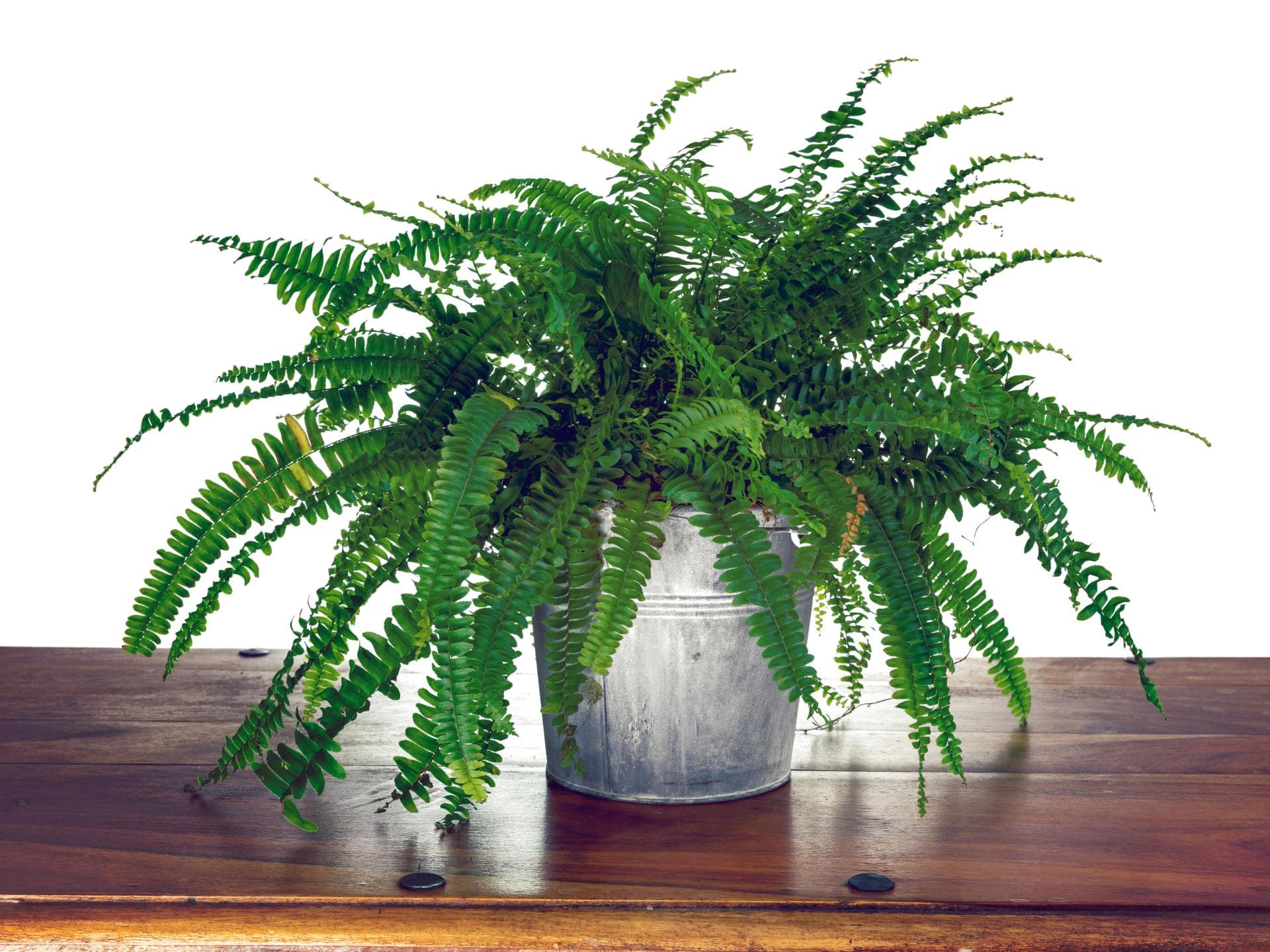 Zimmerpflanze Nephrolepis Exaltata